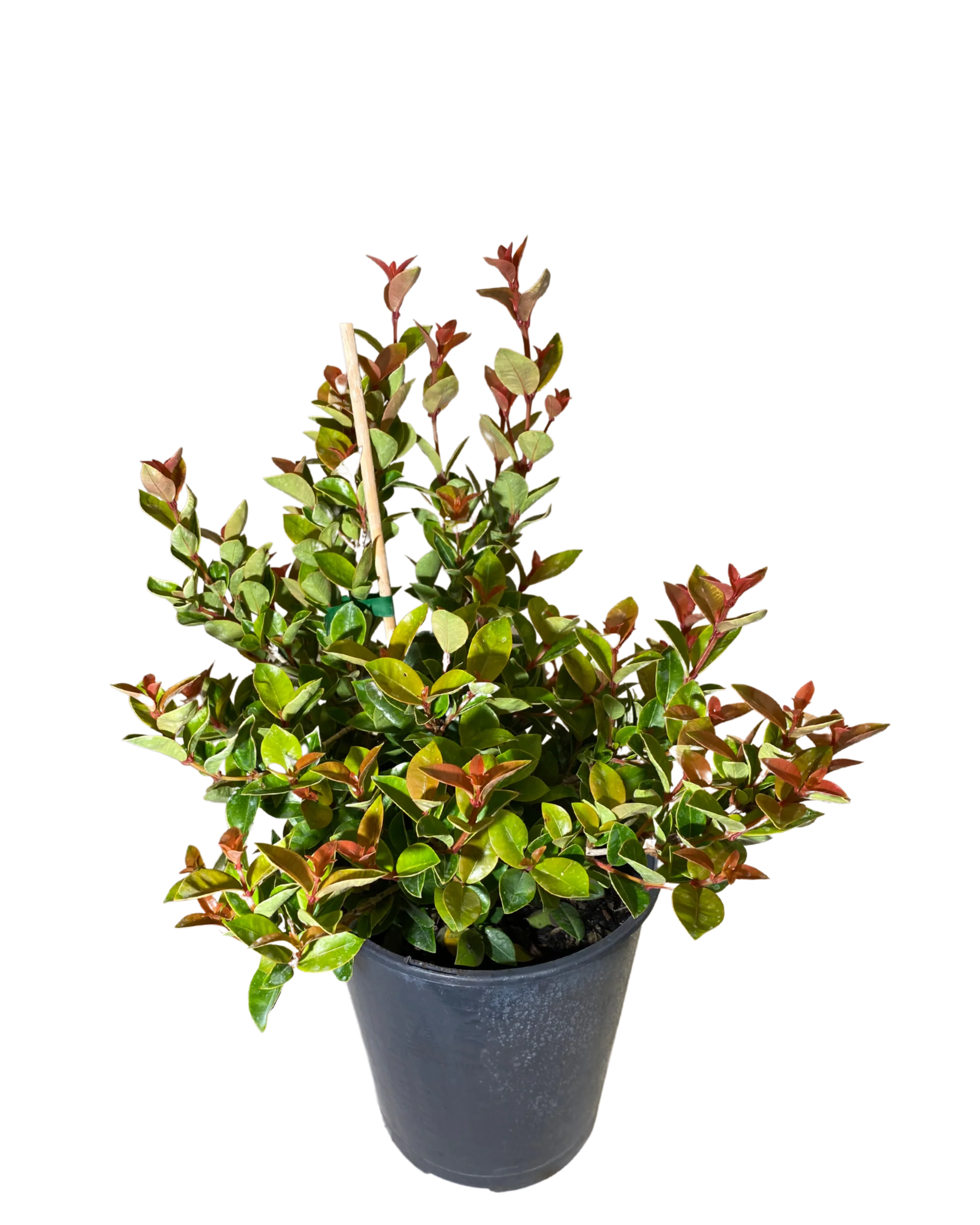 Syzygium Orange Twist - Image 2