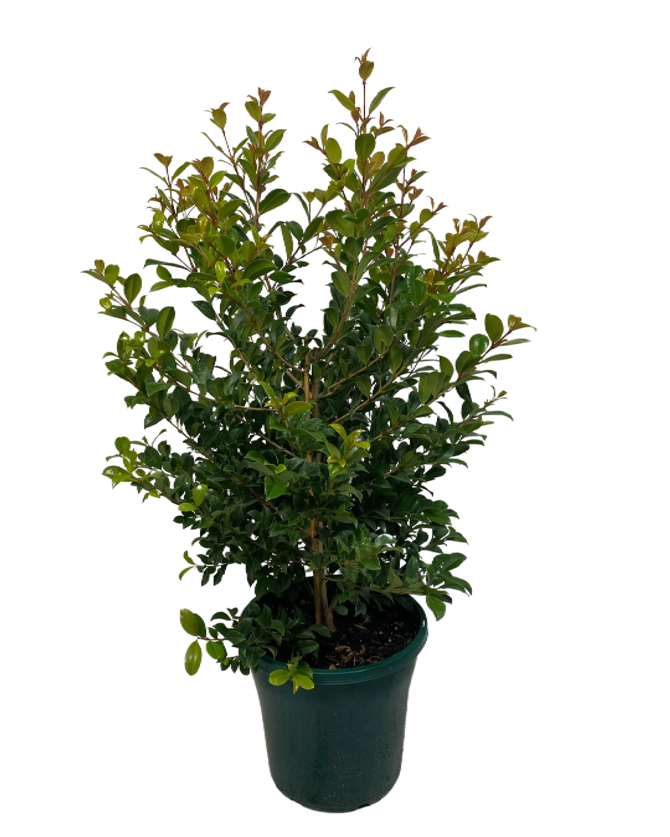 Syzygium Paniculata Backyard Bliss