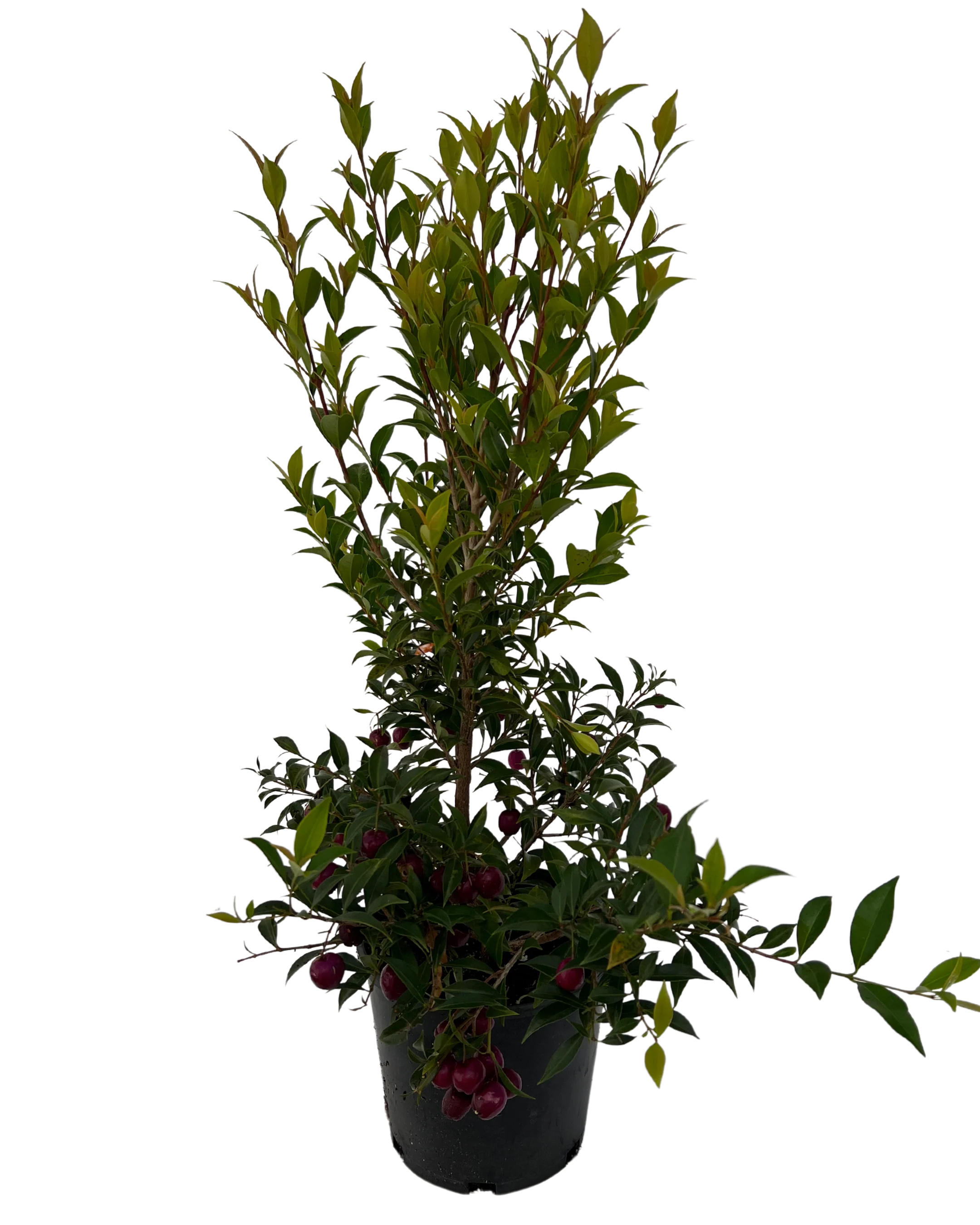 Syzygium Pathfinder
