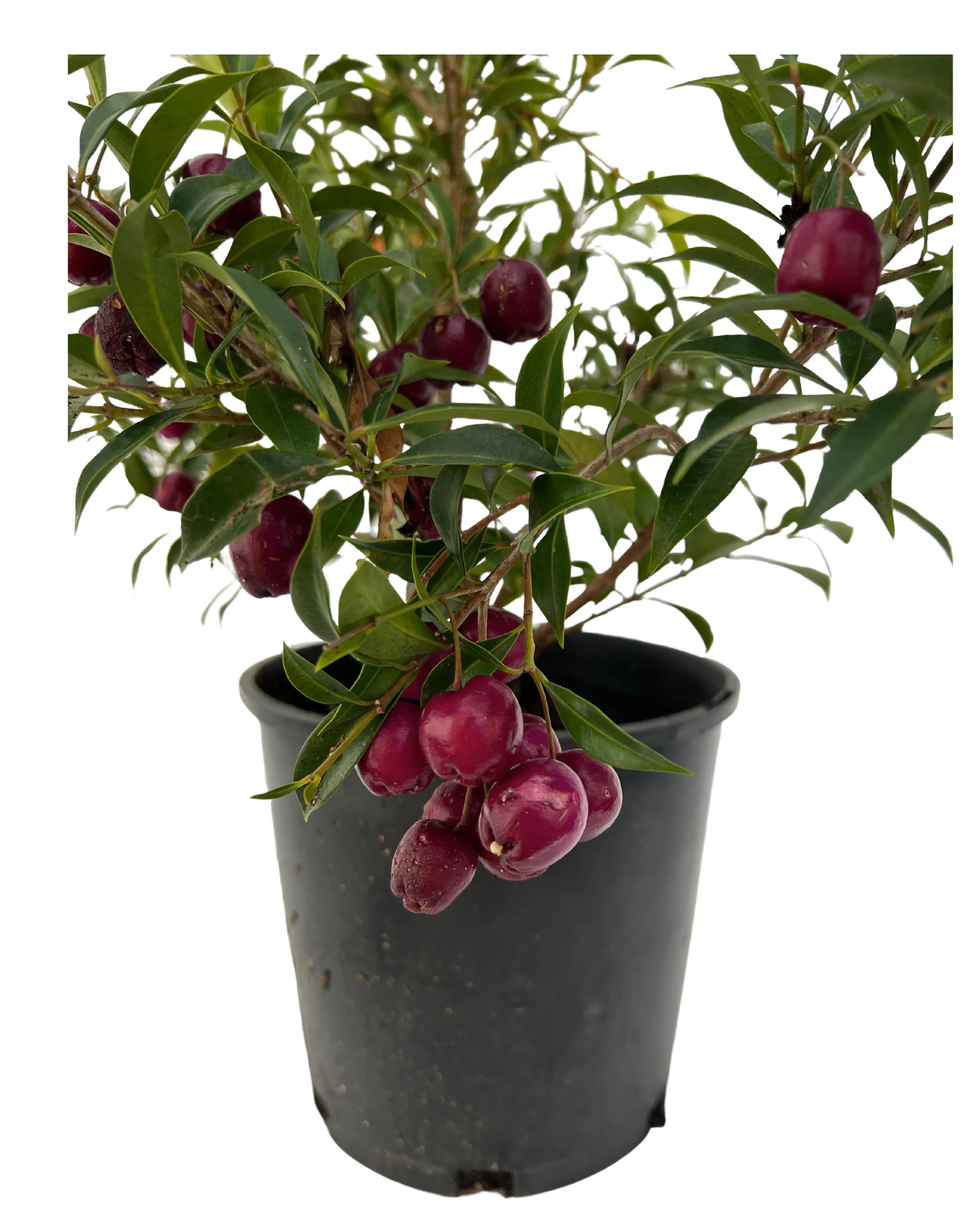 Syzygium Pathfinder - Image 2