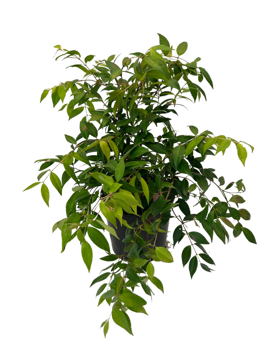 Syzygium Pink Cascade - Image 2