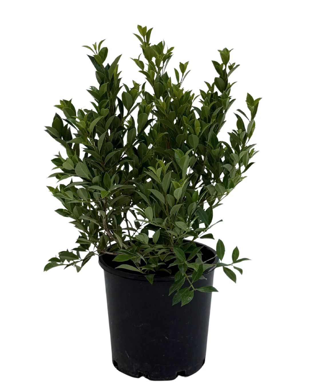Syzygium Select