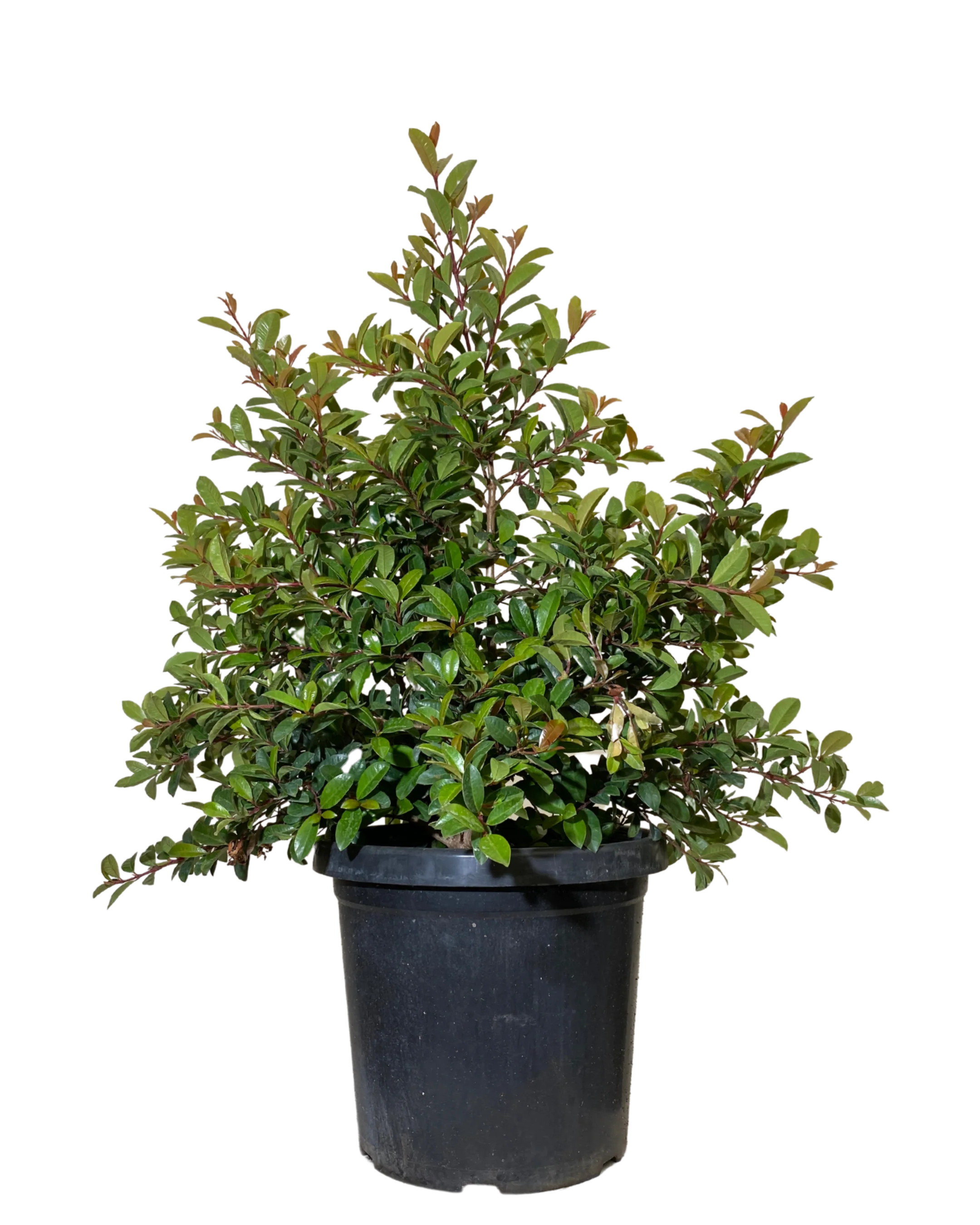 Syzygium Straight and Narrow