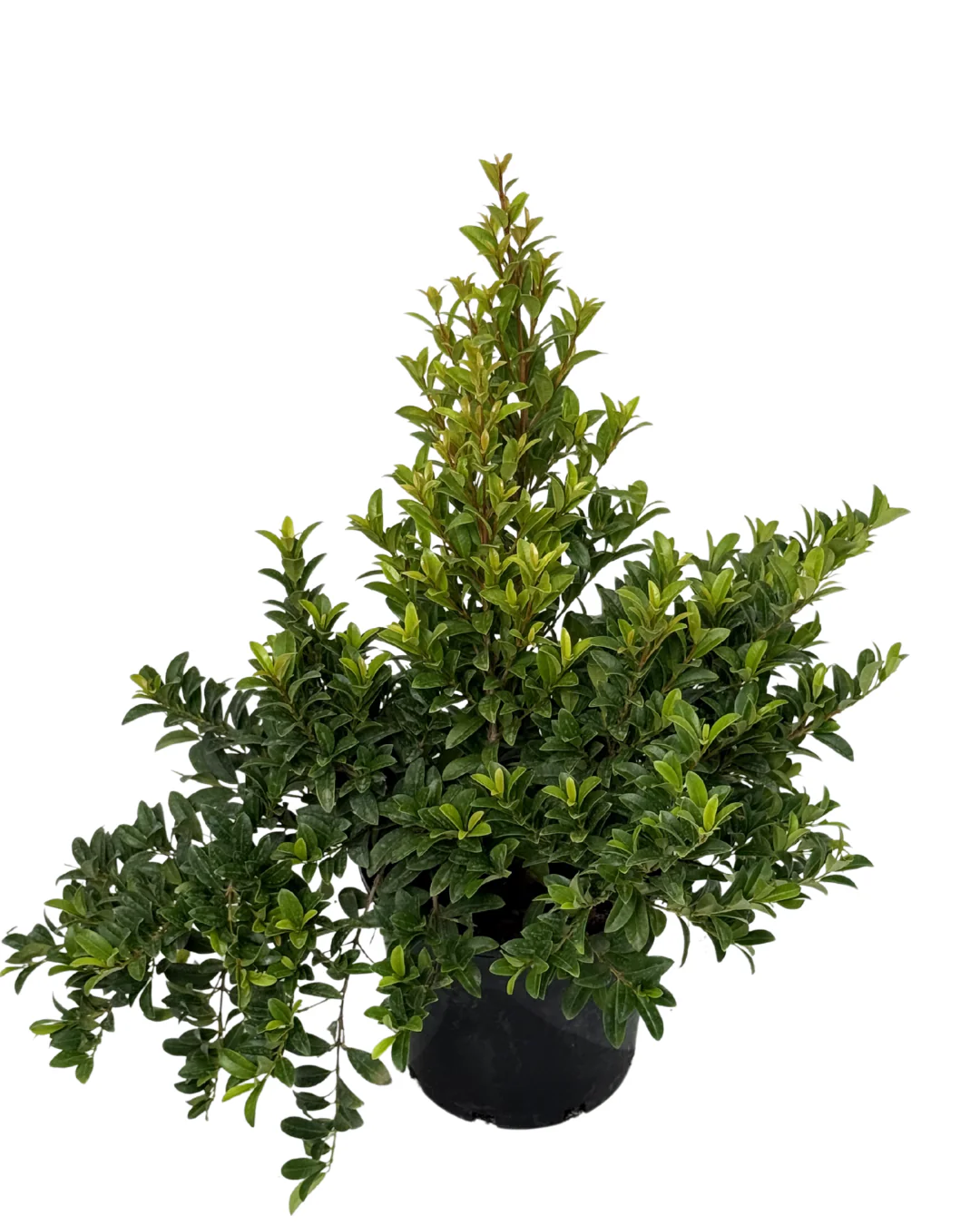 Syzygium Straight and Narrow - Image 2