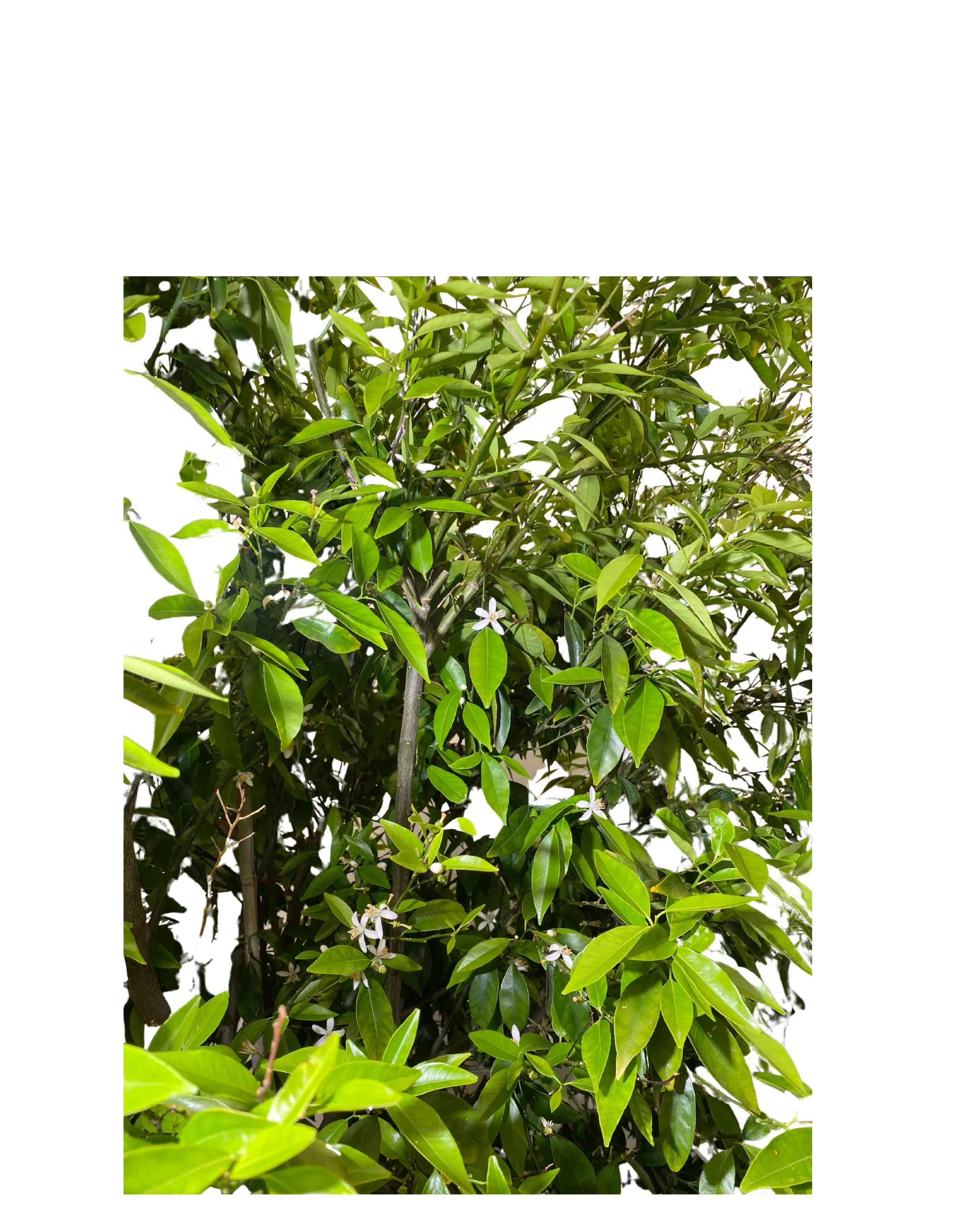 Tahitian Lime - Image 2