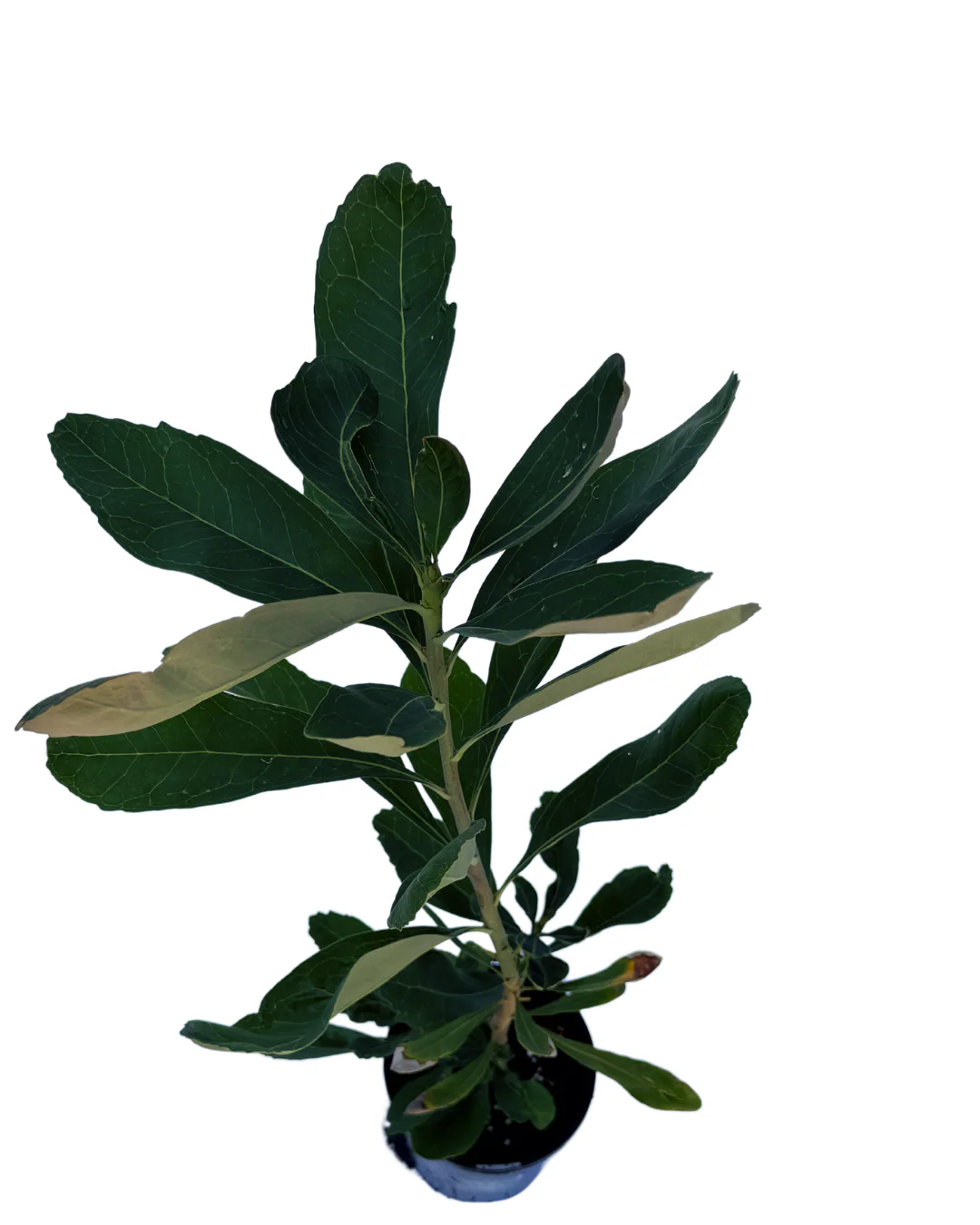 Telopea Shady Lady Crimson - Image 3
