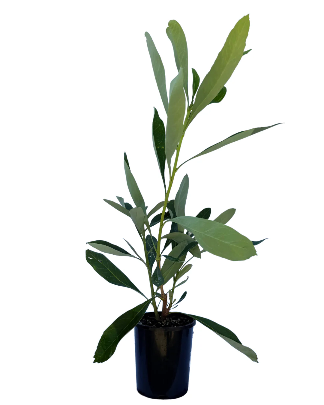 Telopea Shady Lady White - Image 2