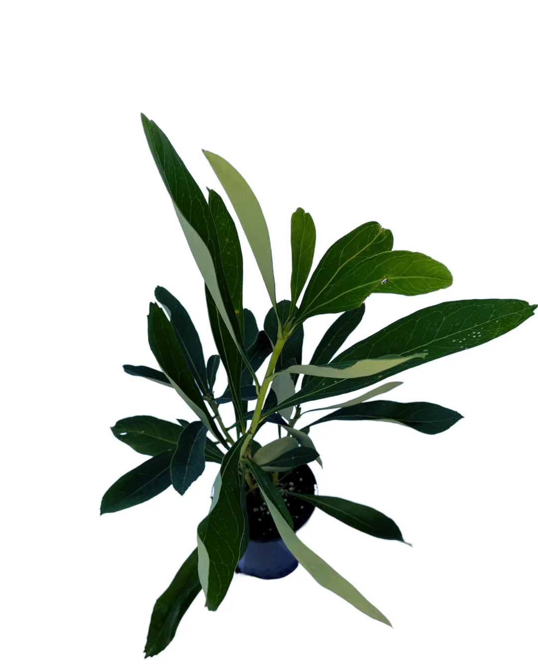 Telopea Shady Lady White - Image 3