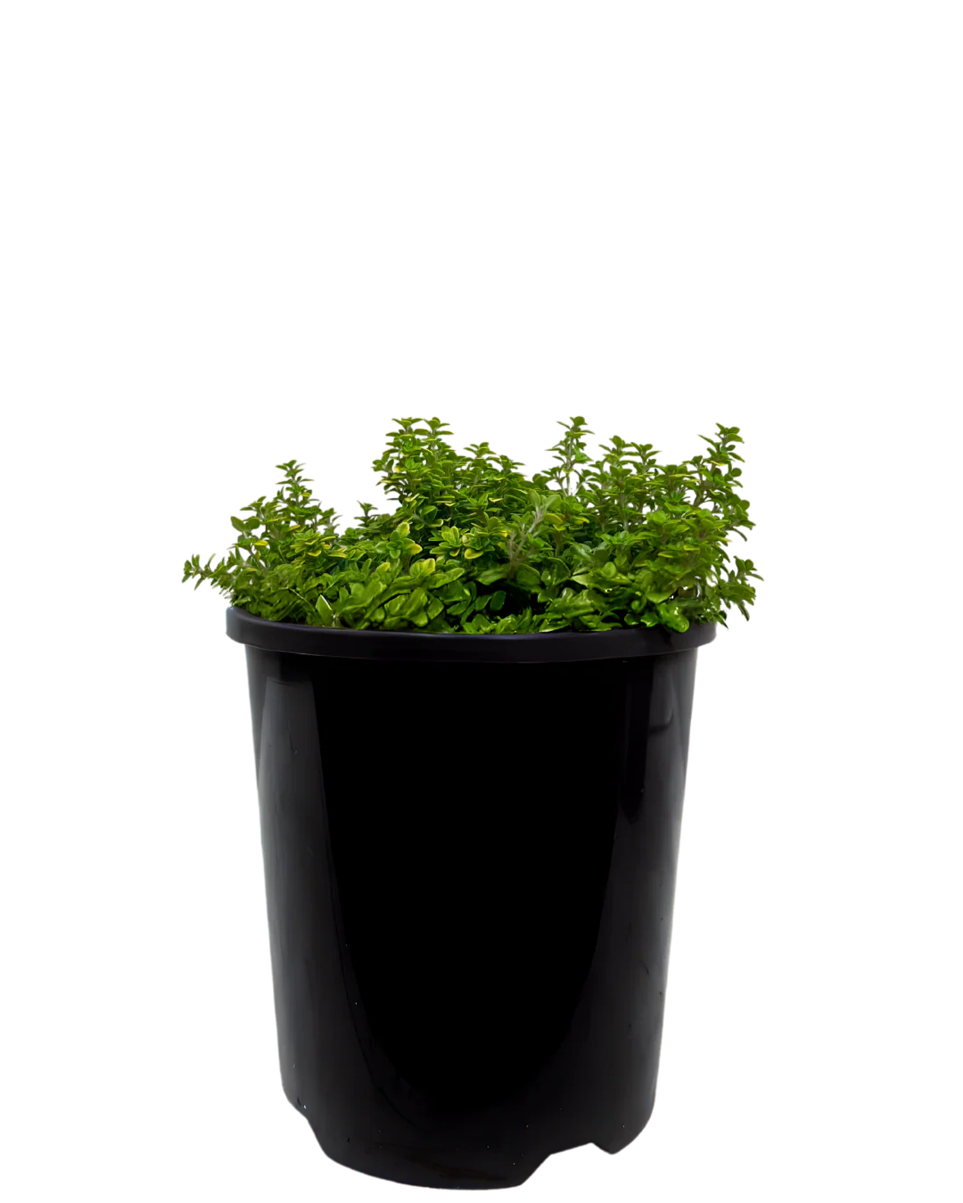 Thymus Auchers Gold