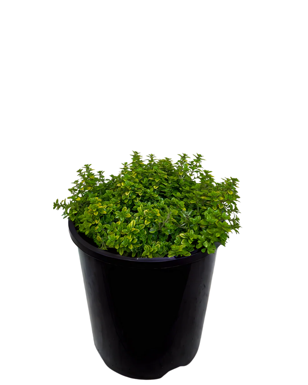 Thymus Auchers Gold - Image 2