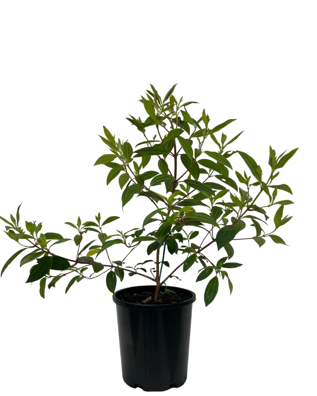Tibouchina Jazzie