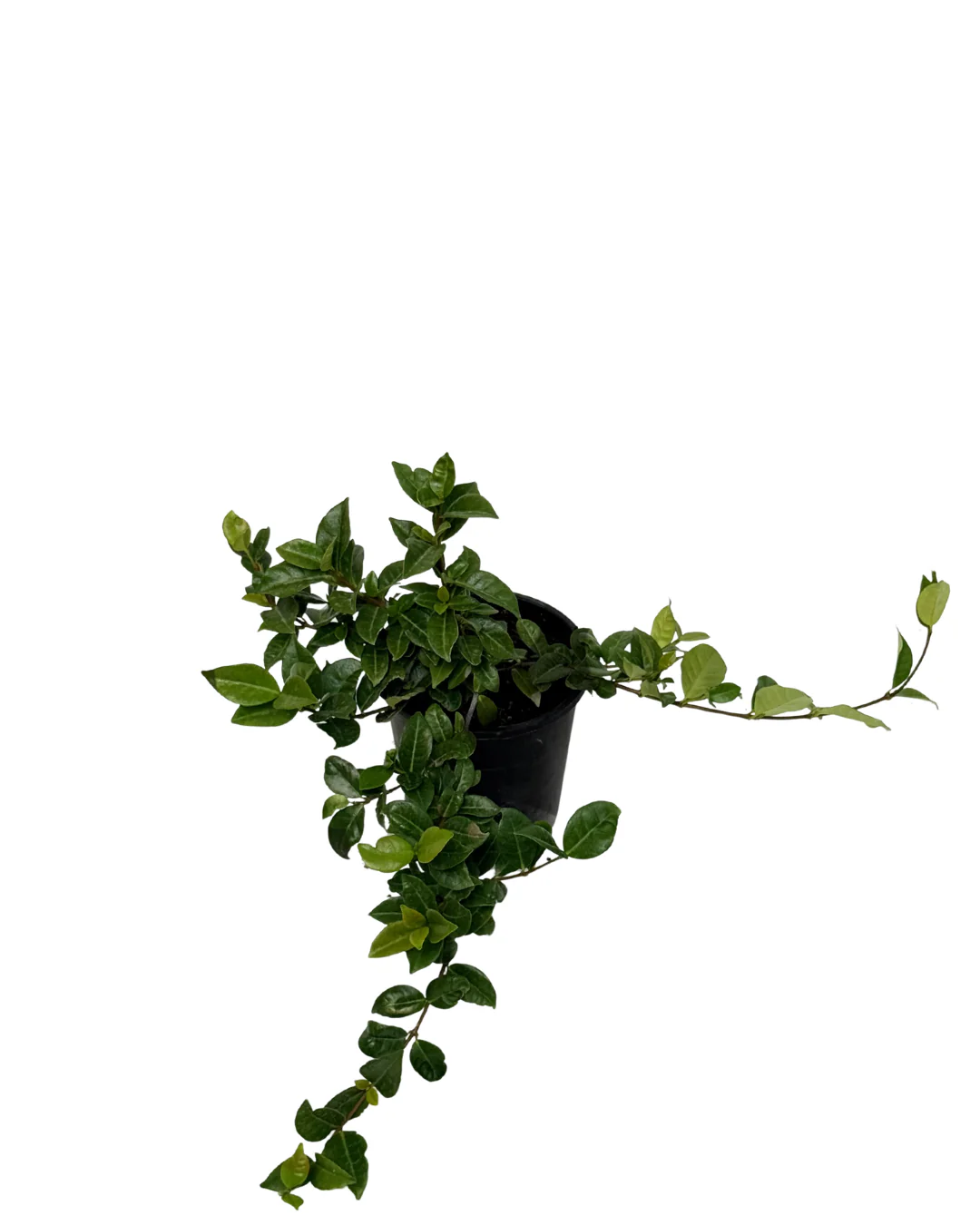 Trachelospermum Aziaticum - Image 2