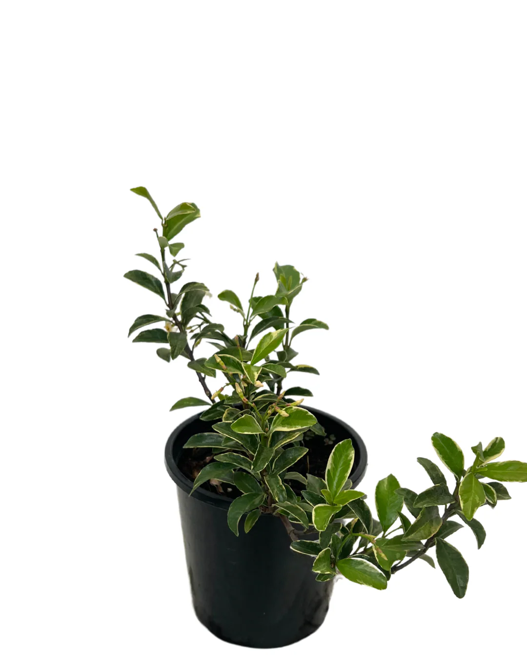 Trachelospermum Pink Variegated - Image 2