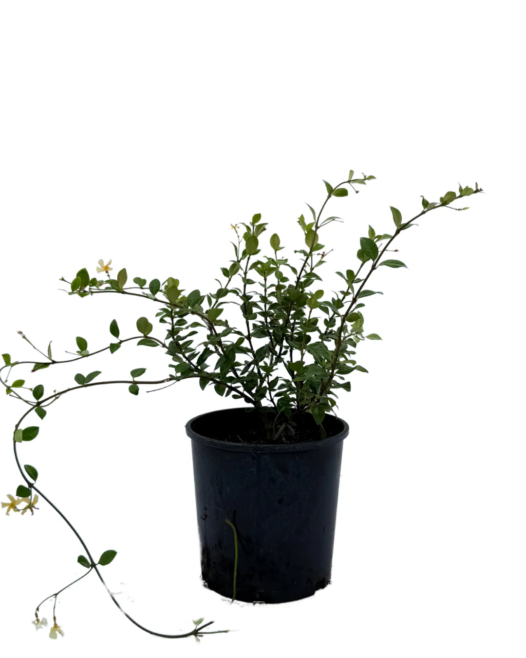 Trachelospermum Star of Toscana
