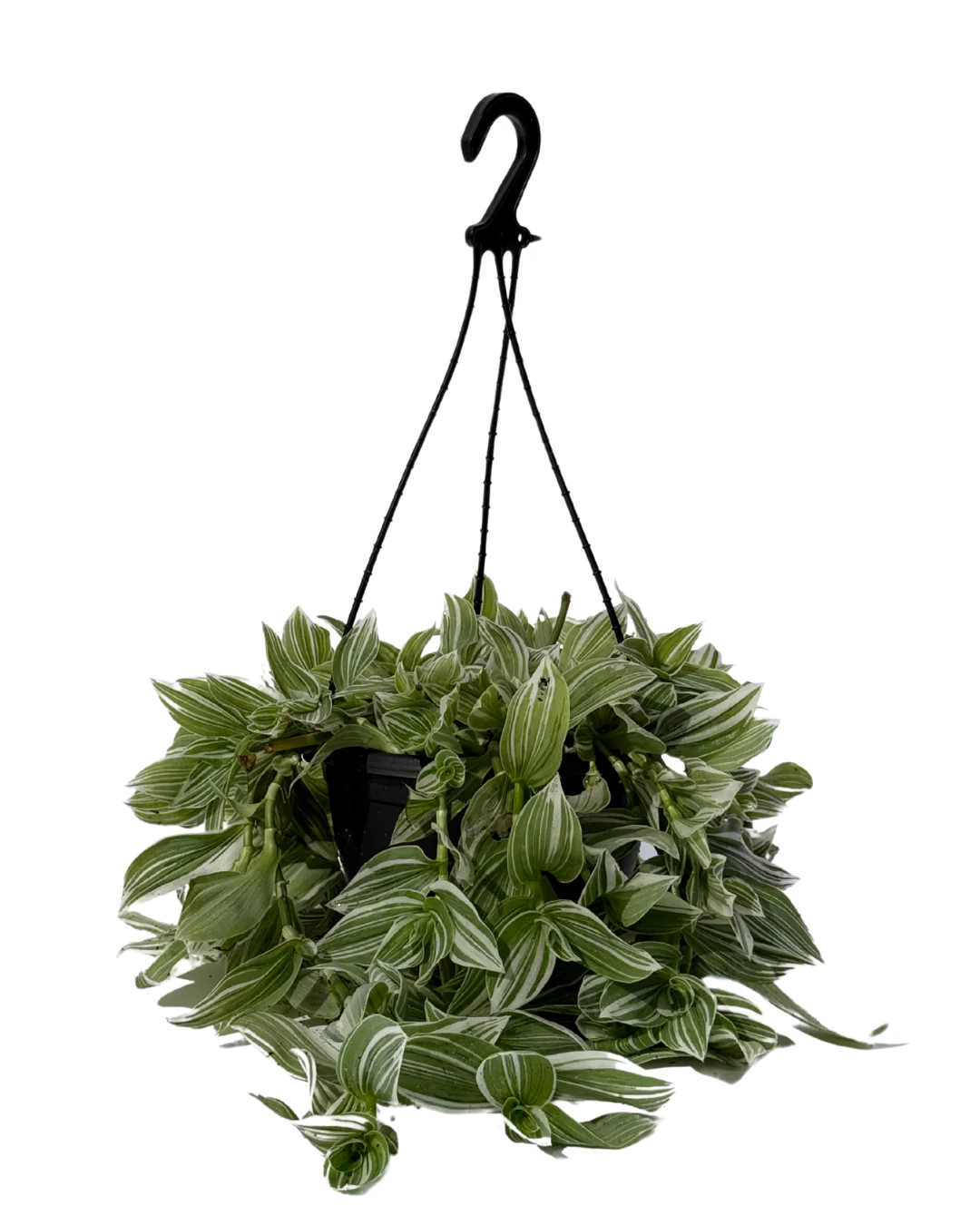 Tradescantia Quicksilver - Hanging Basket