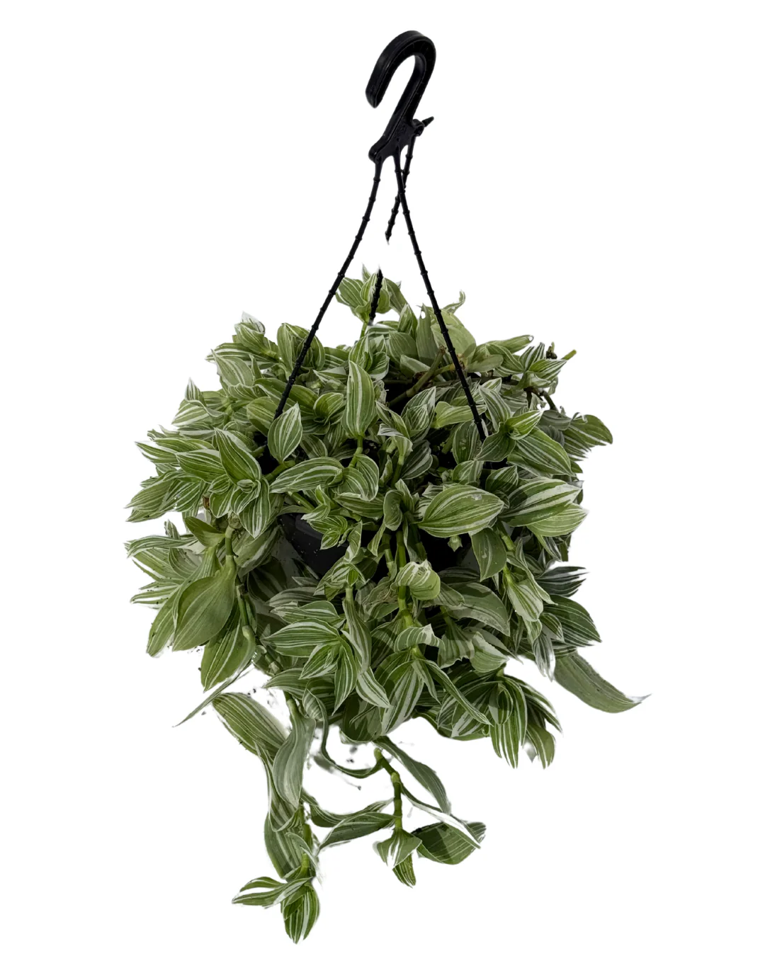Tradescantia Quicksilver - Hanging Basket - Image 2