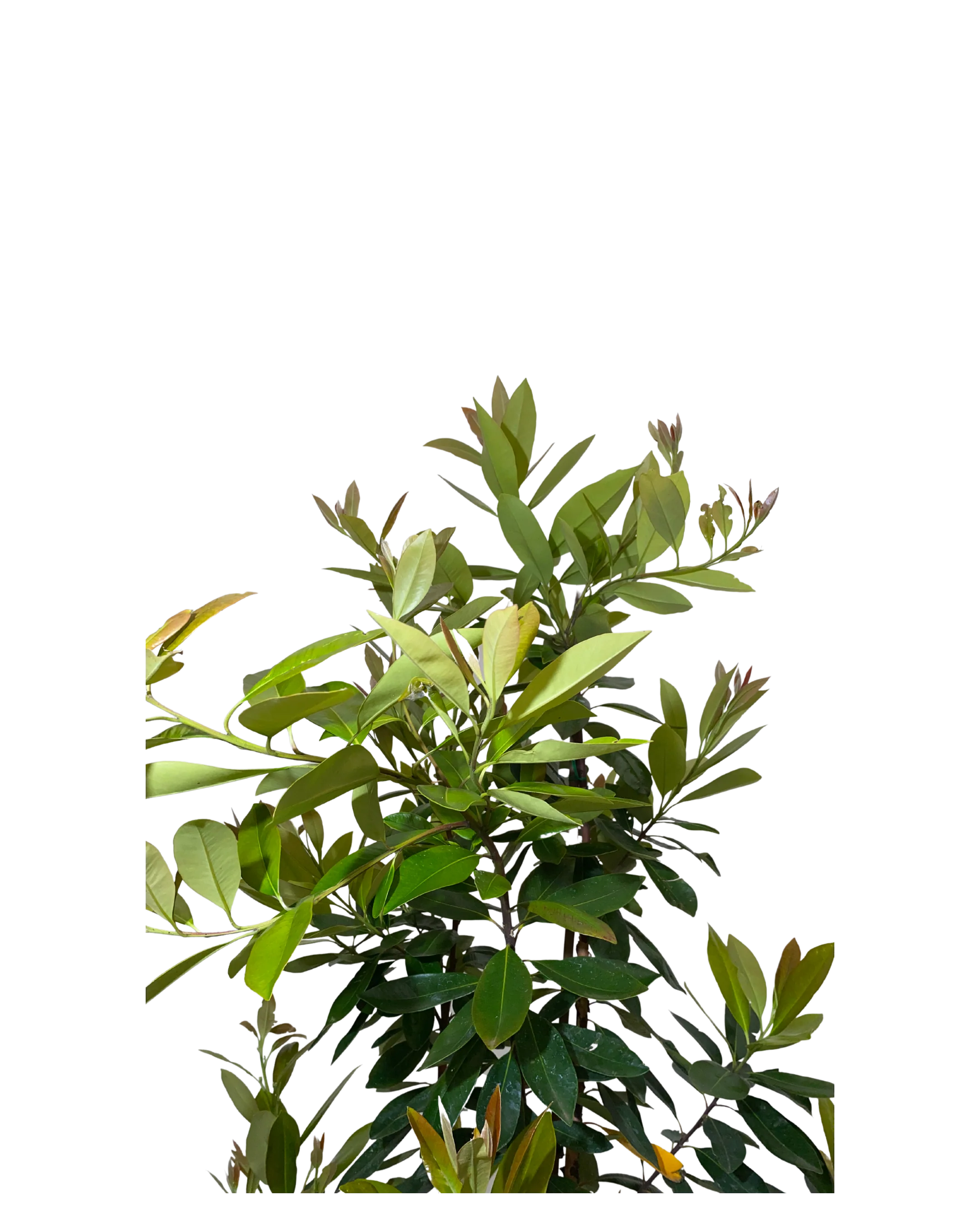 Tristaniopsis Laurina Luscious - Image 3
