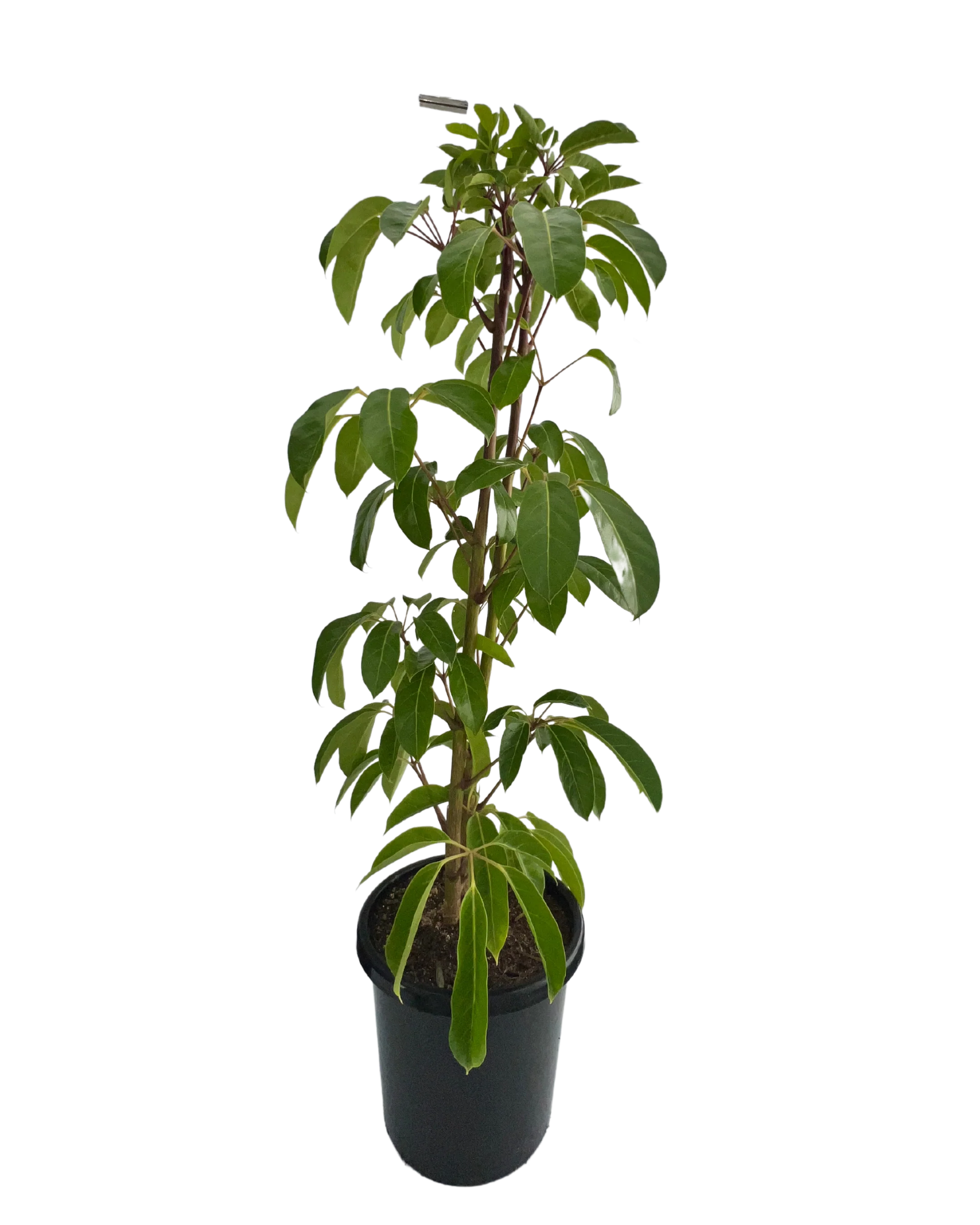 Schefflera Amate