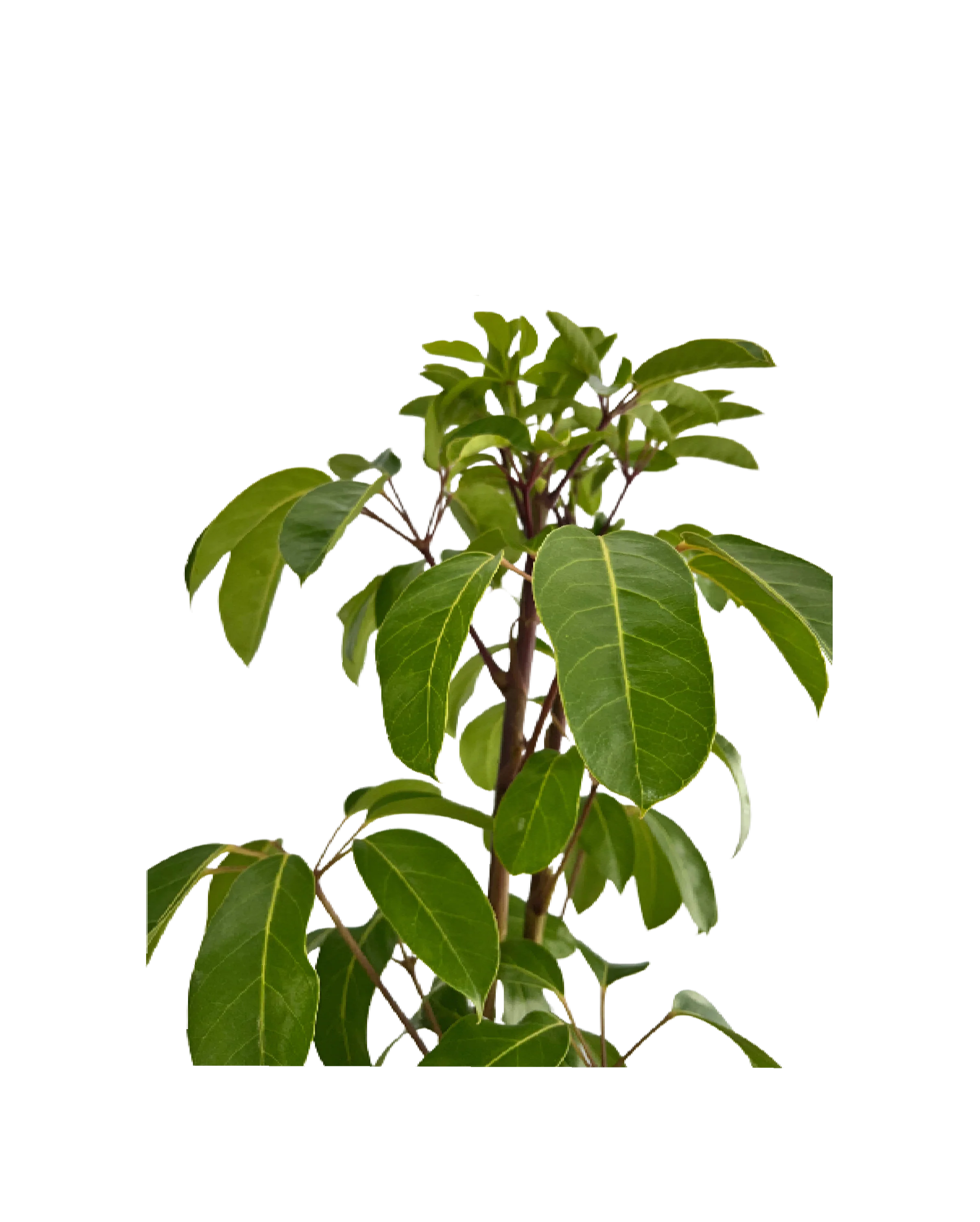 Schefflera Amate - Image 2