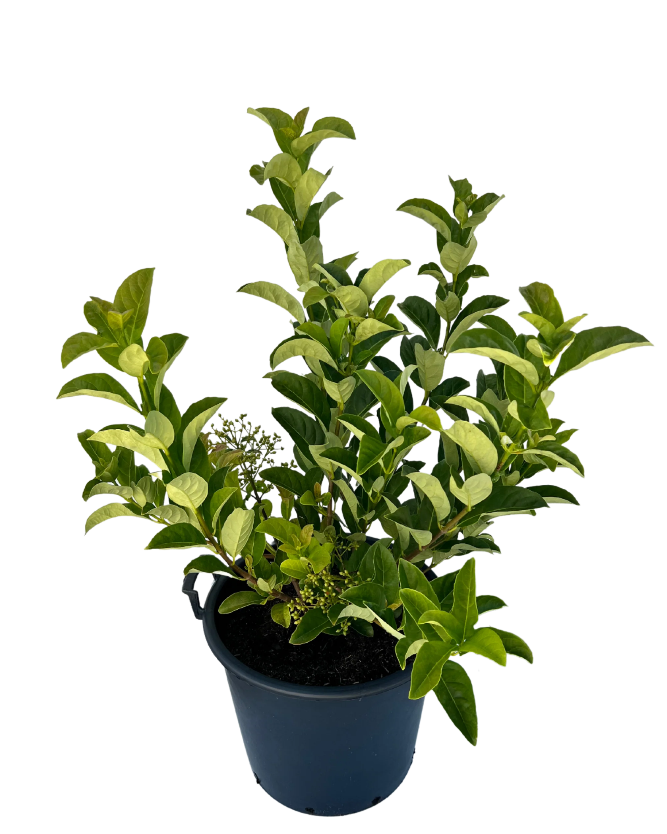 Viburnum Odoratissimum - Image 2
