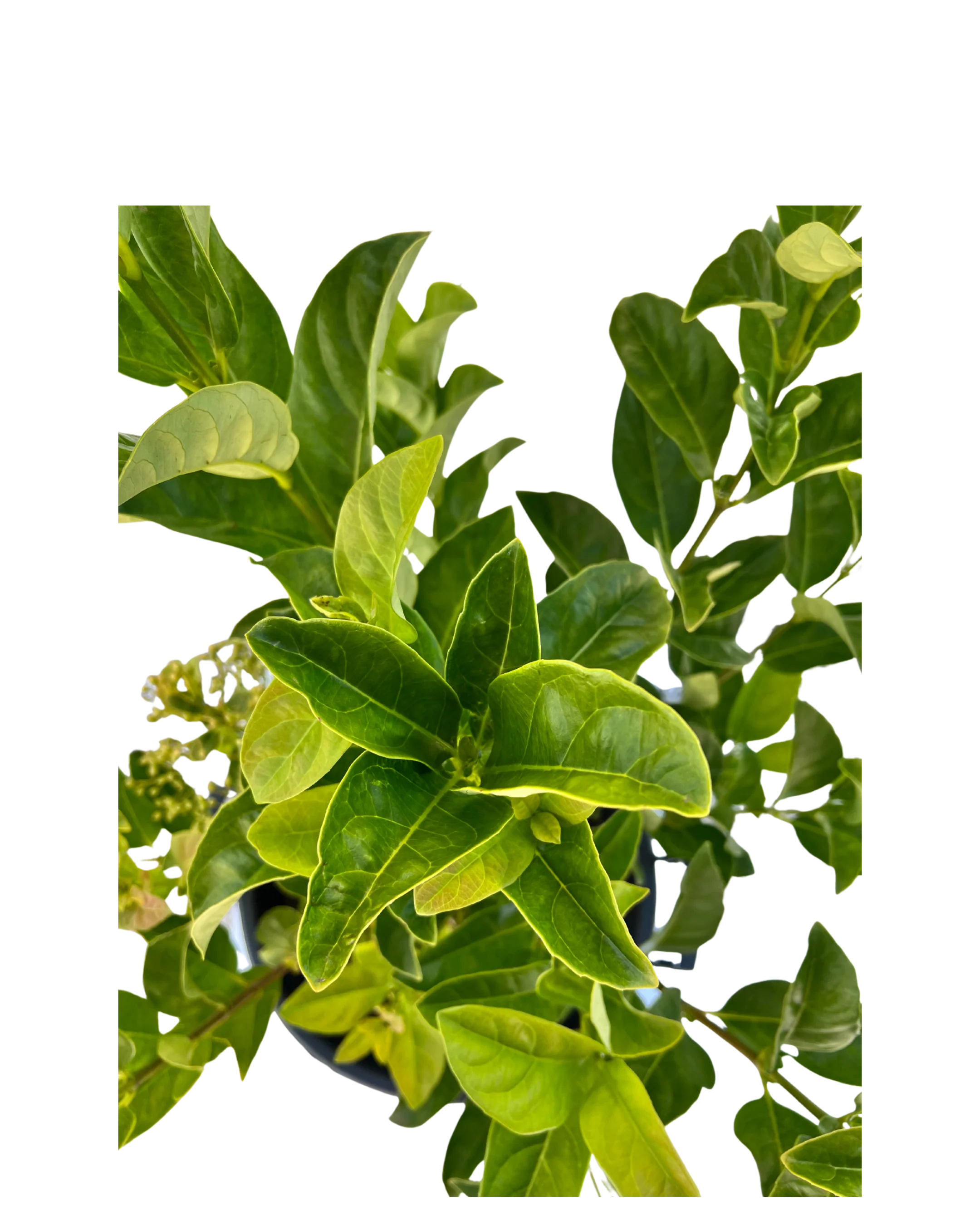 Viburnum Odoratissimum - Image 3