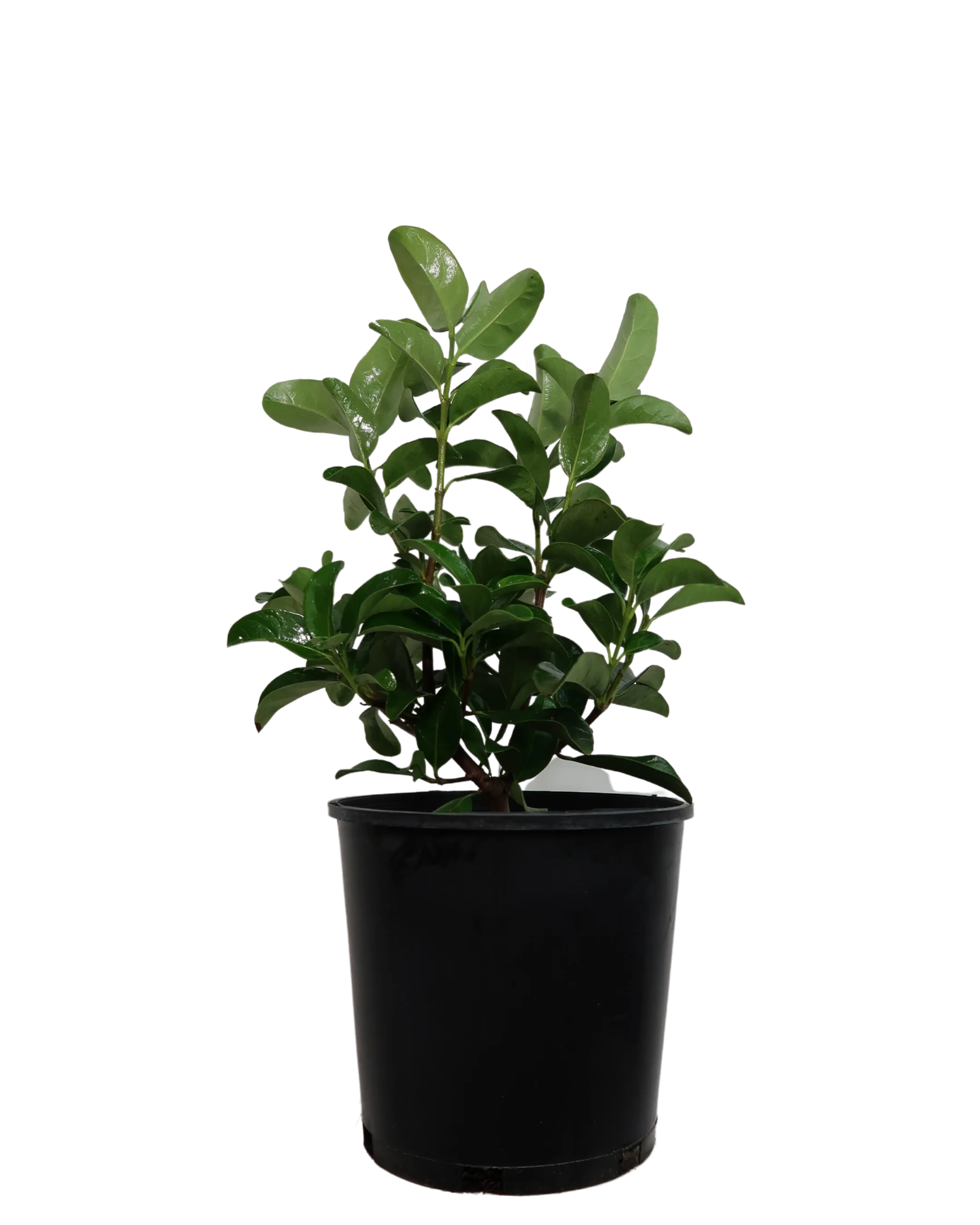 Viburnum Odoratissimum