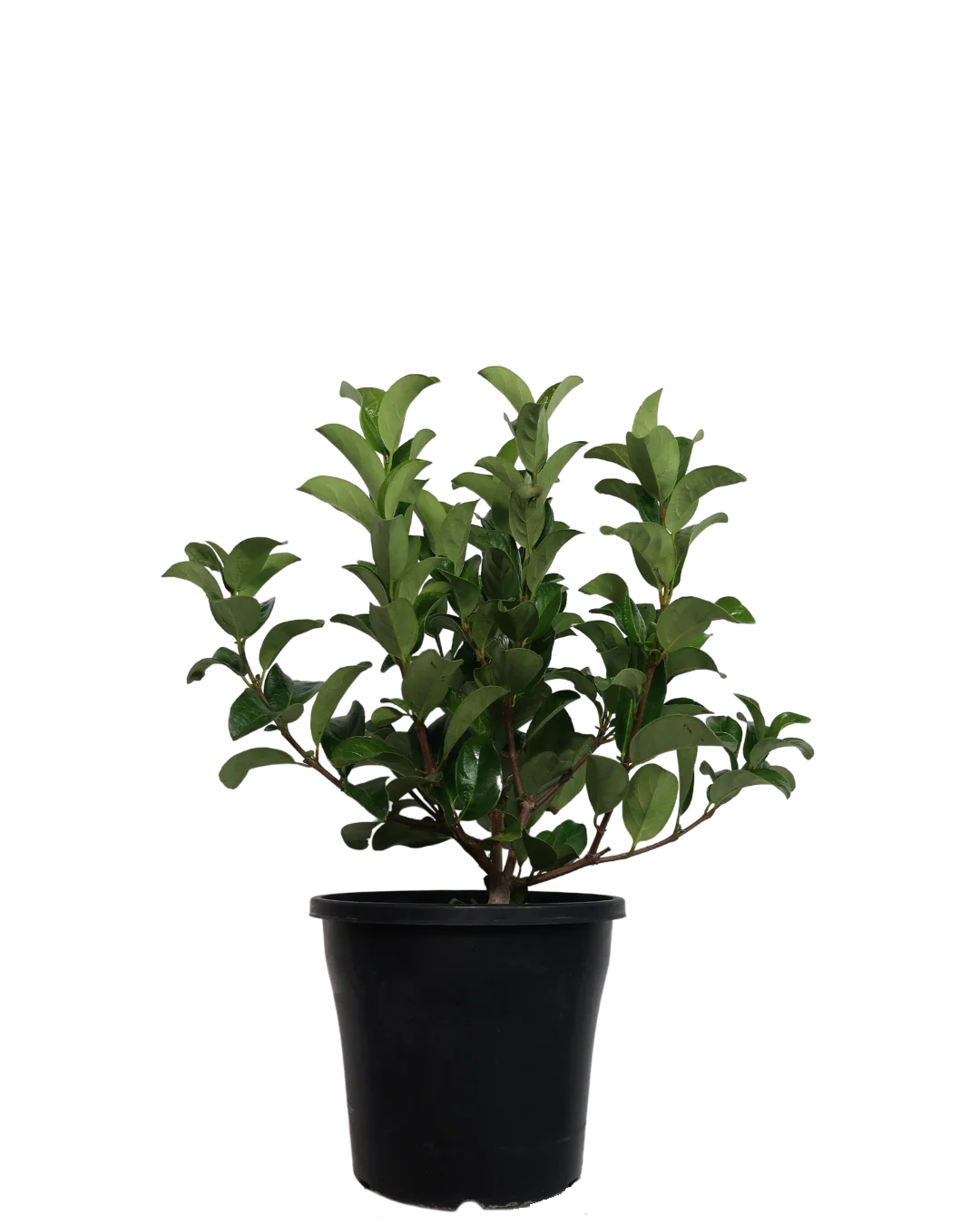Viburnum Odoratissimum