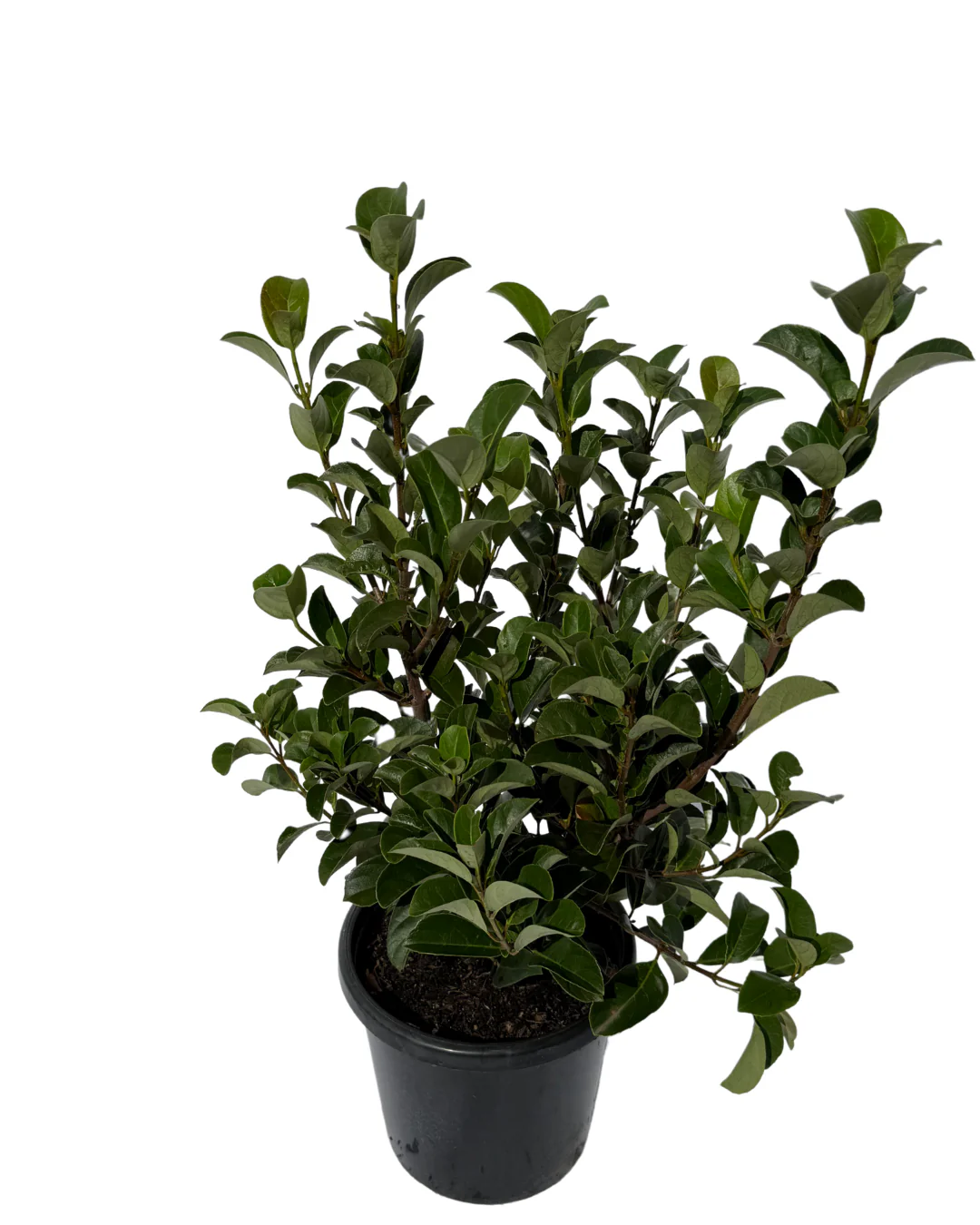 Viburnum Odoratissimum Quick Fence - Image 2