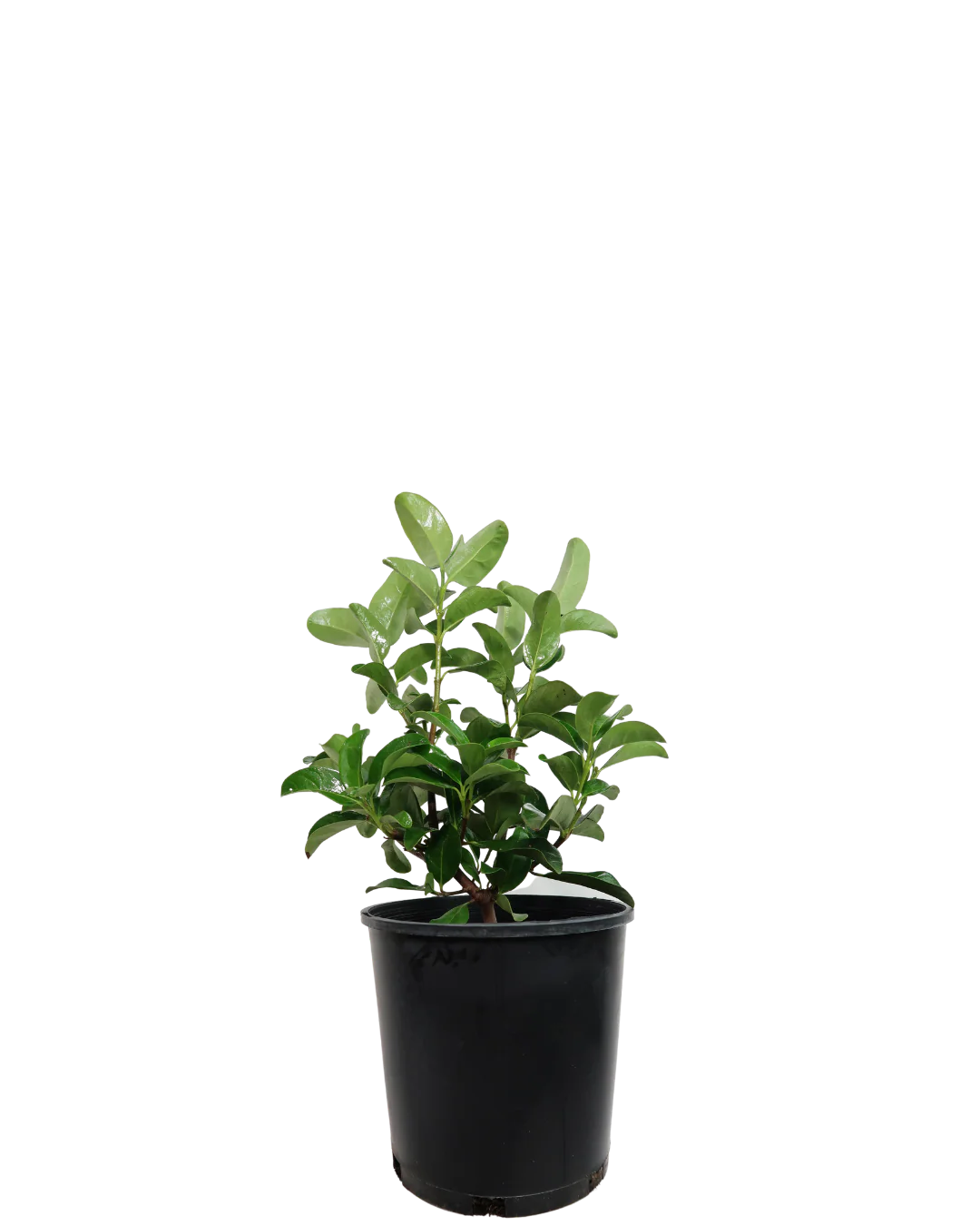 Viburnum Odoratissimum Quick Fence - Image 3