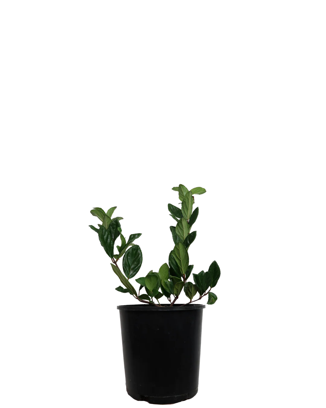 Viburnum Suspensum