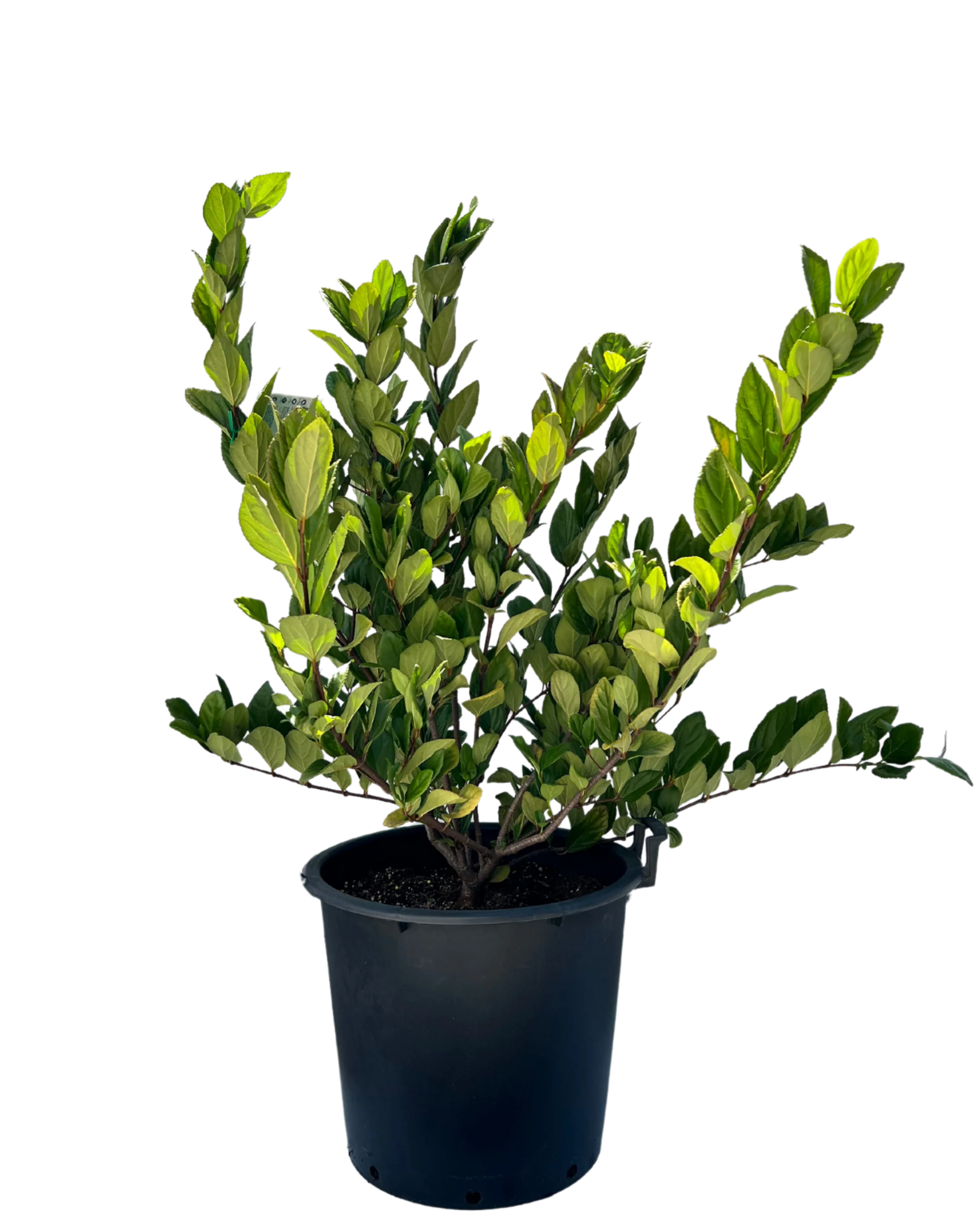Viburnum Suspensum