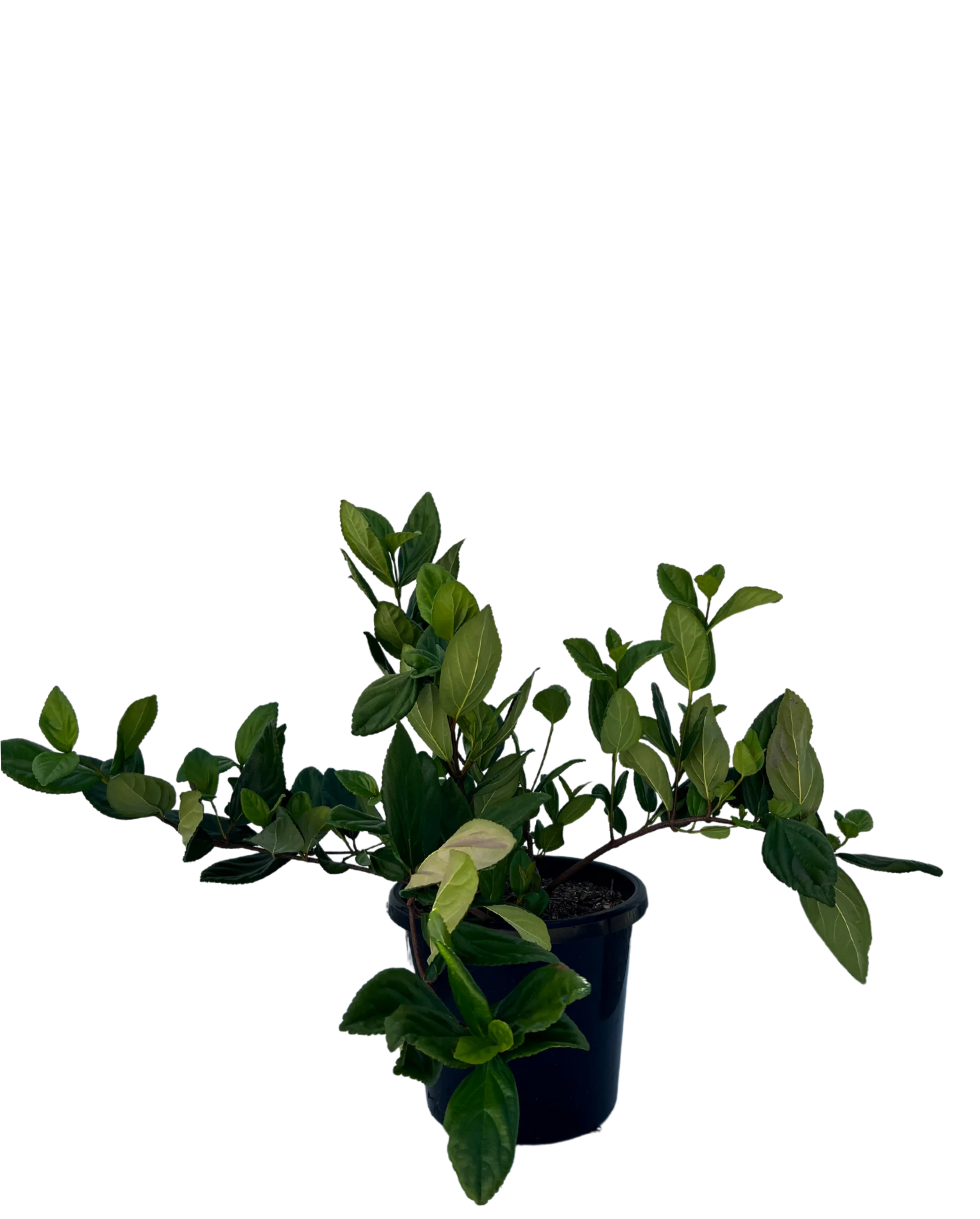 Viburnum Suspensum