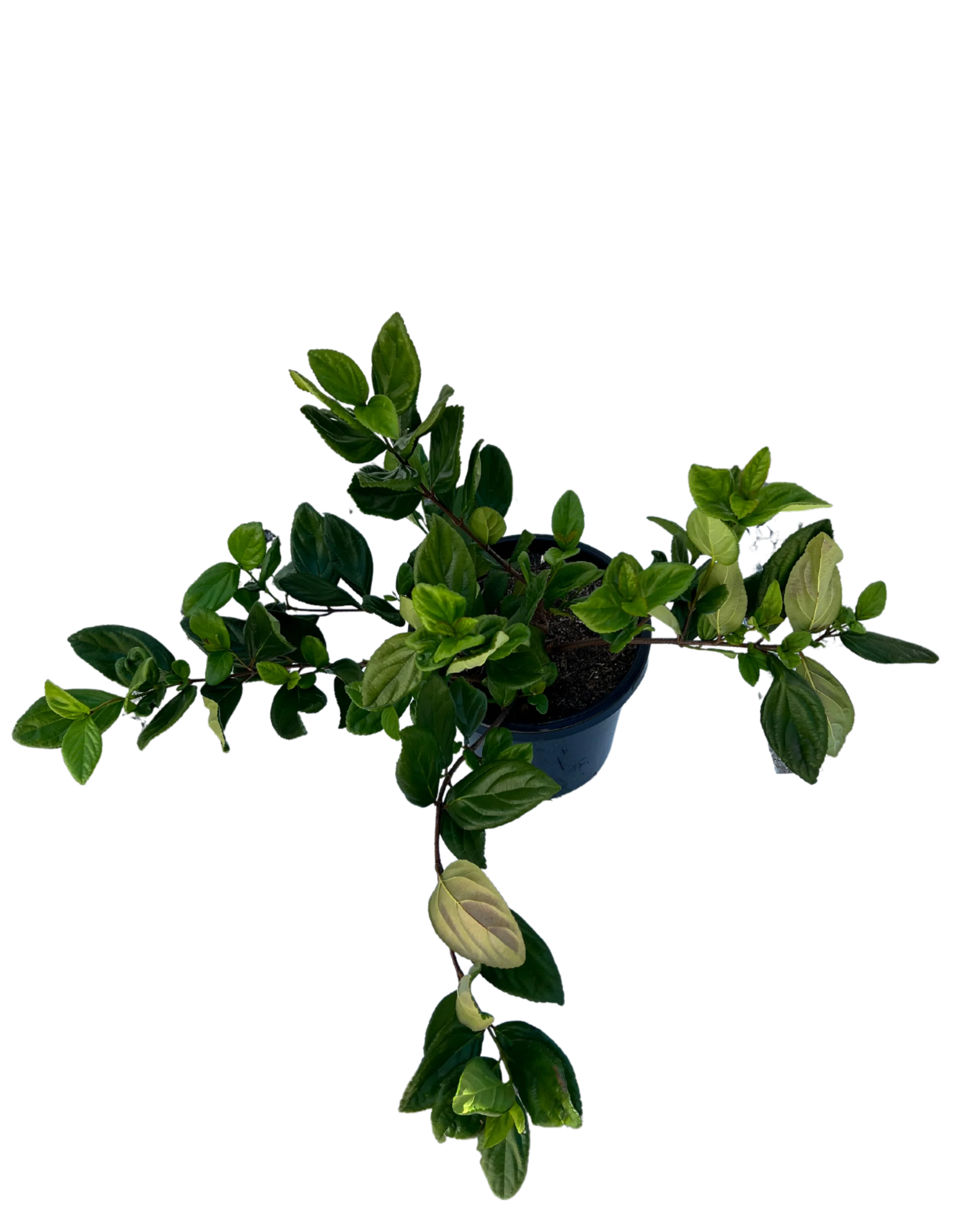 Viburnum Suspensum - Image 2