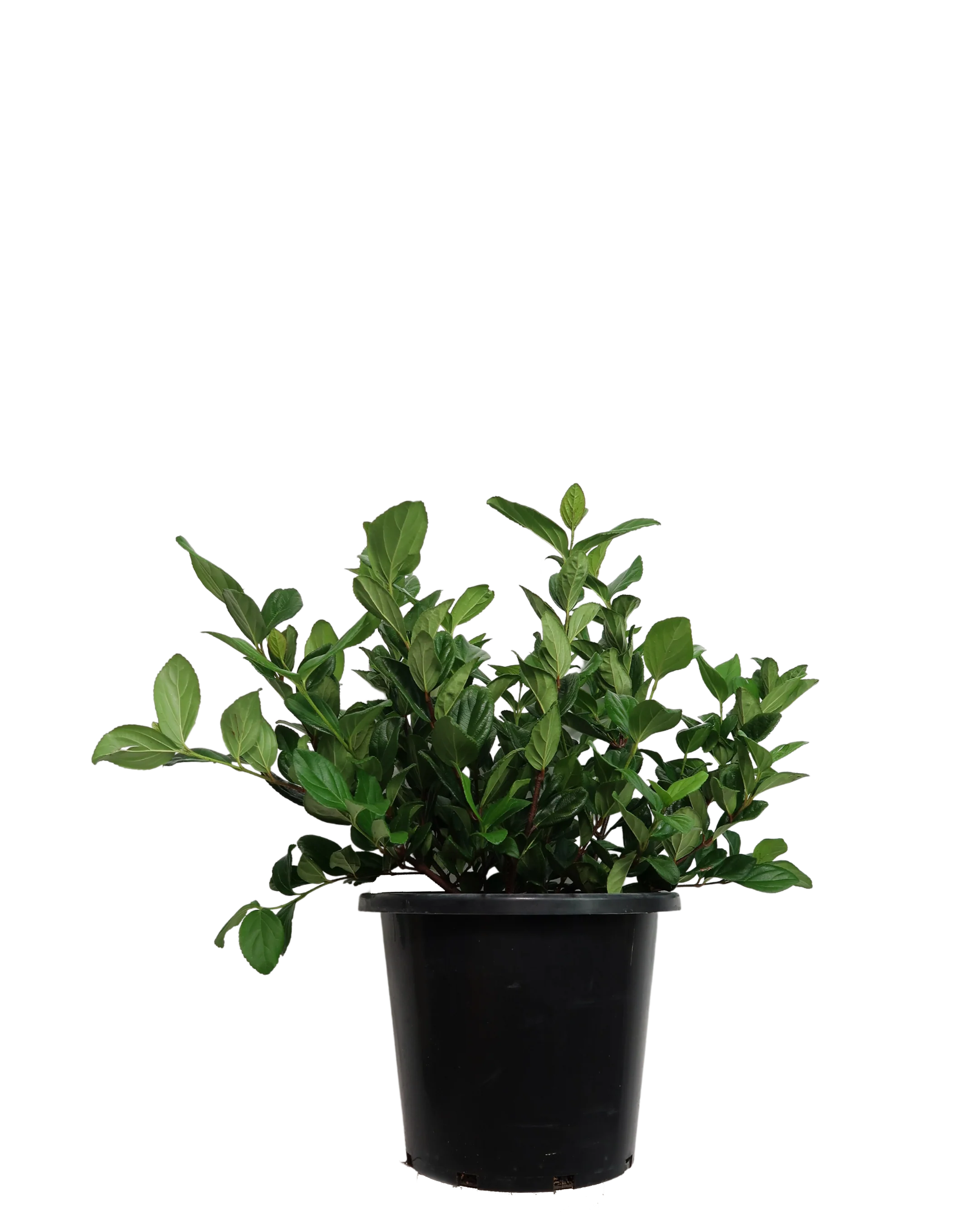 Viburnum Suspensum