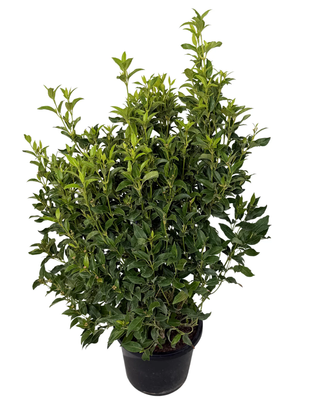 Viburnum Tinus - Image 2