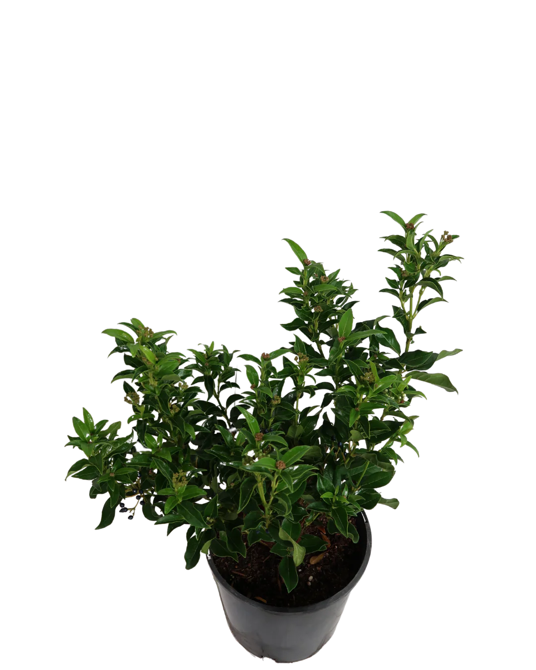 Viburnum Tinus - Image 2