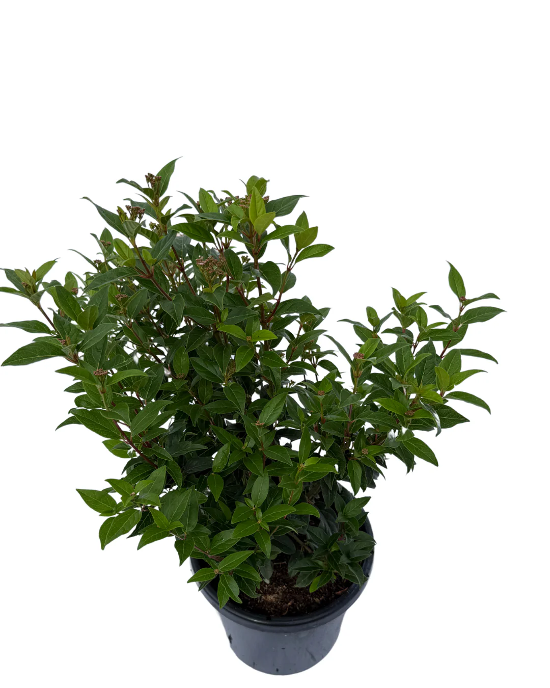 Viburnum Tinus Anvi - Image 2