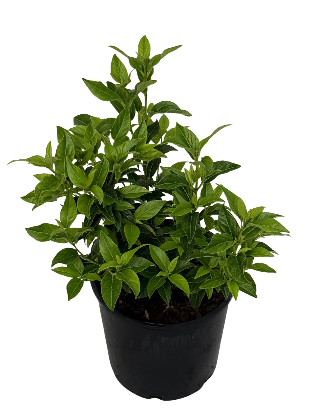 Viburnum Tinus Anvi - Image 2