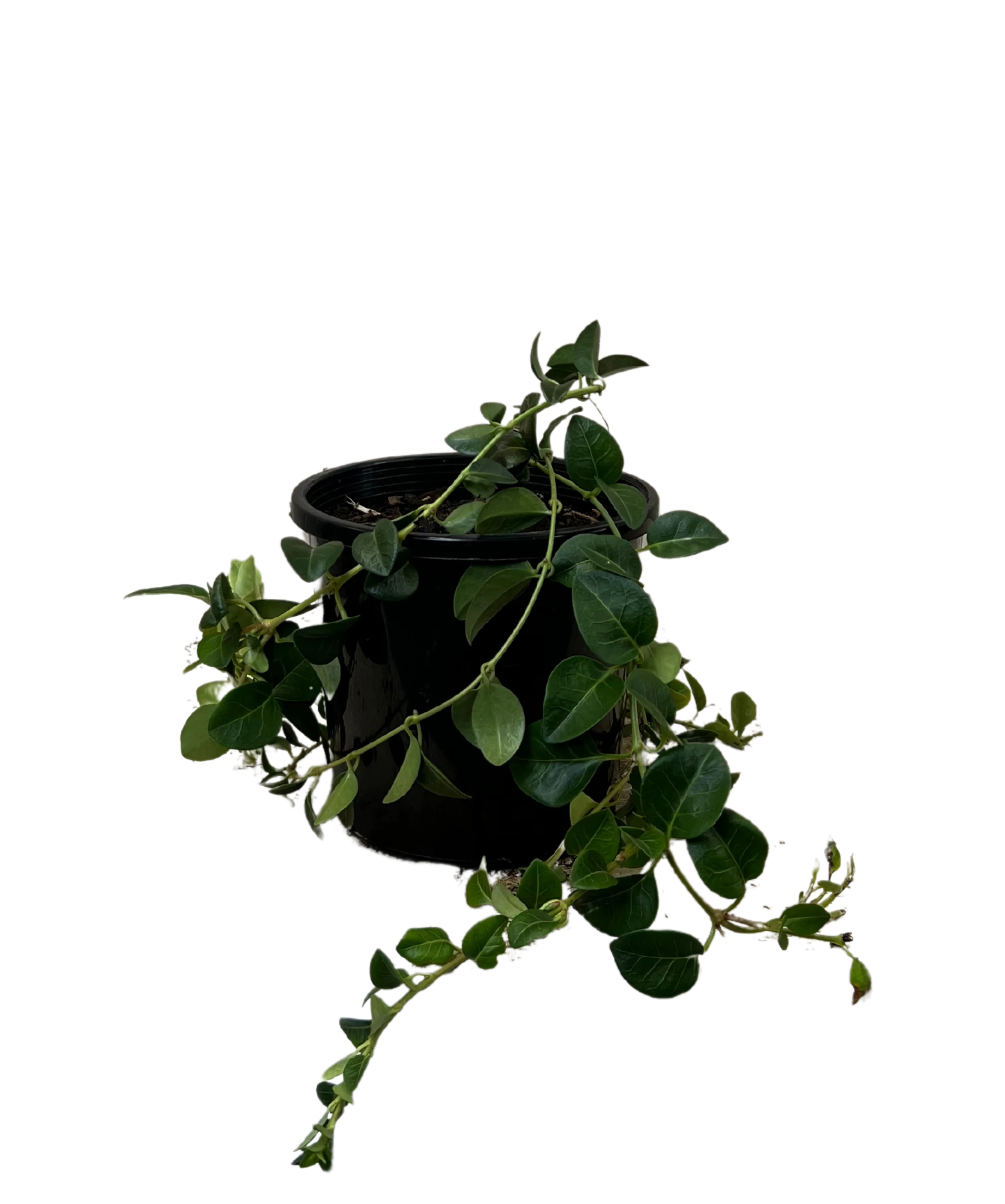 Vinca Minor Alba