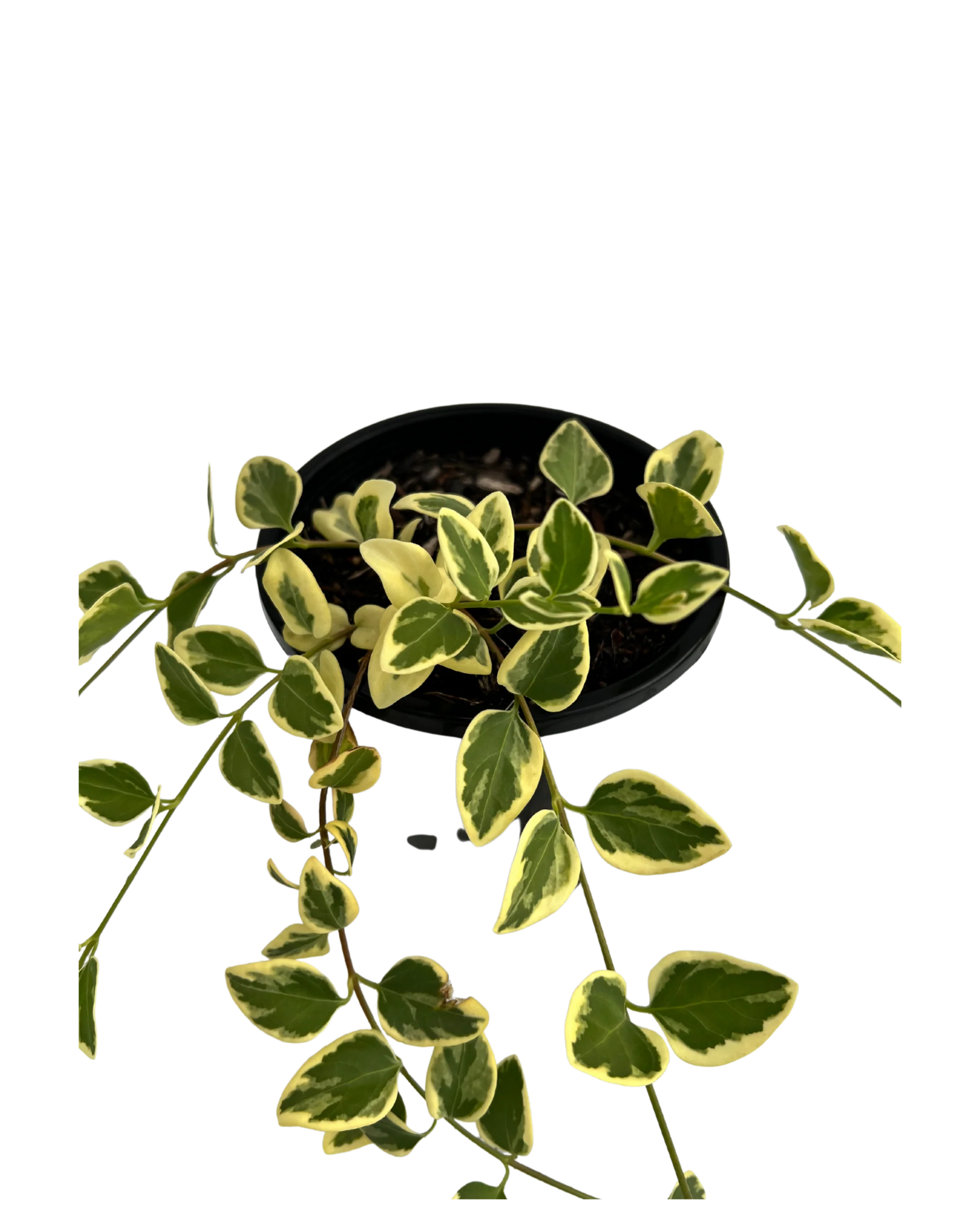 Vinca Periwinkle - Vinca Major Variegated - Image 2