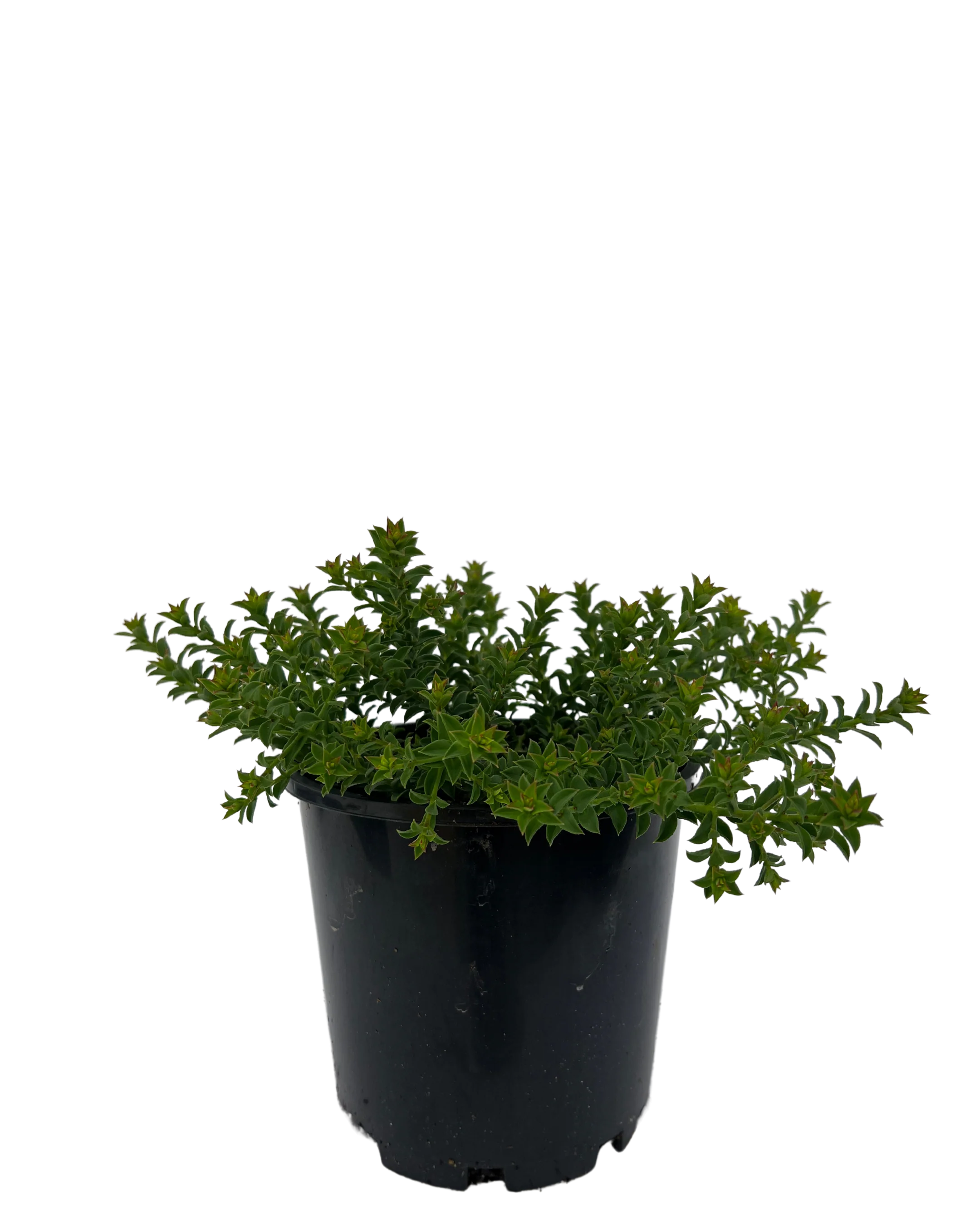 Waxflower - Philotheca Cascade of Stars
