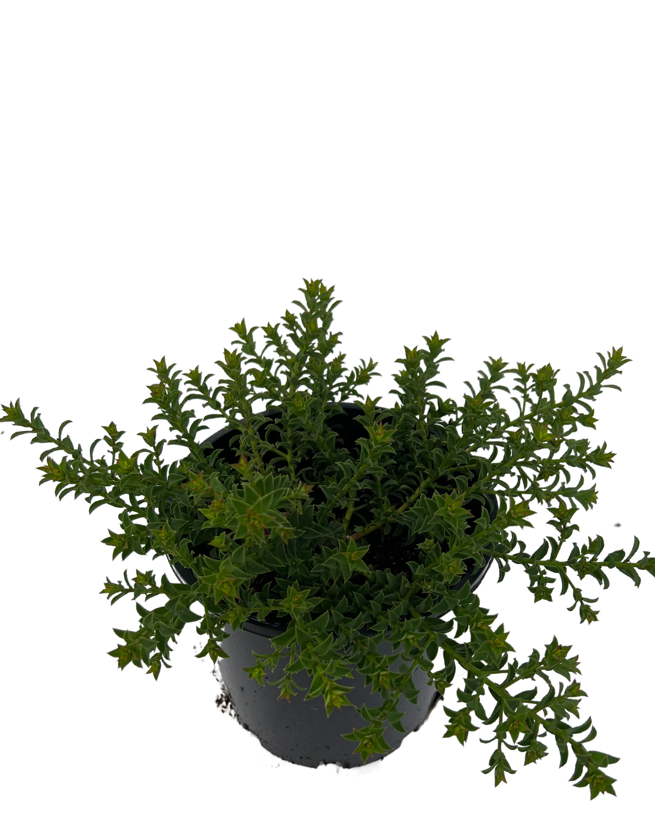 Waxflower - Philotheca Cascade of Stars - Image 2