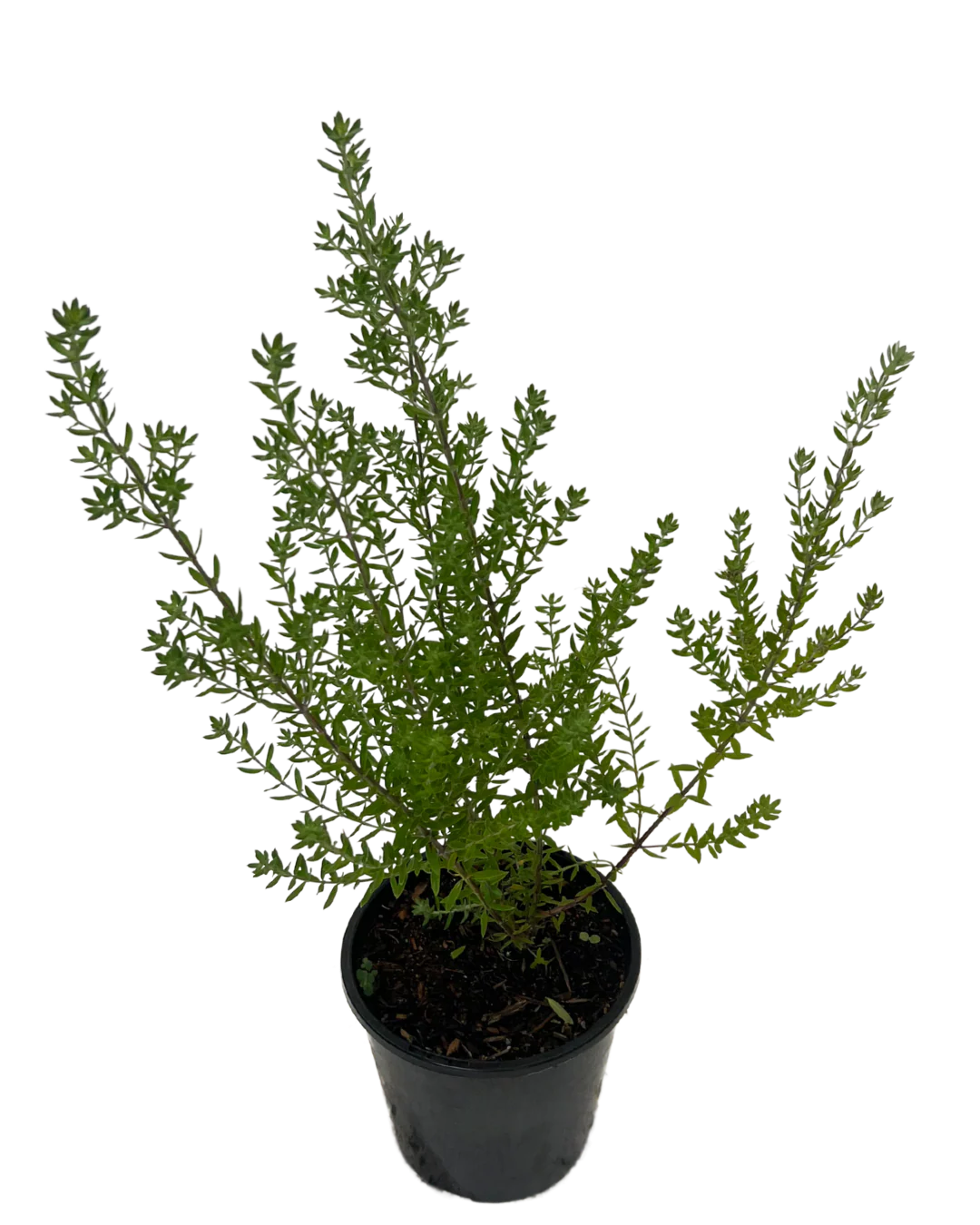 Westringia Blue Gem - Image 2