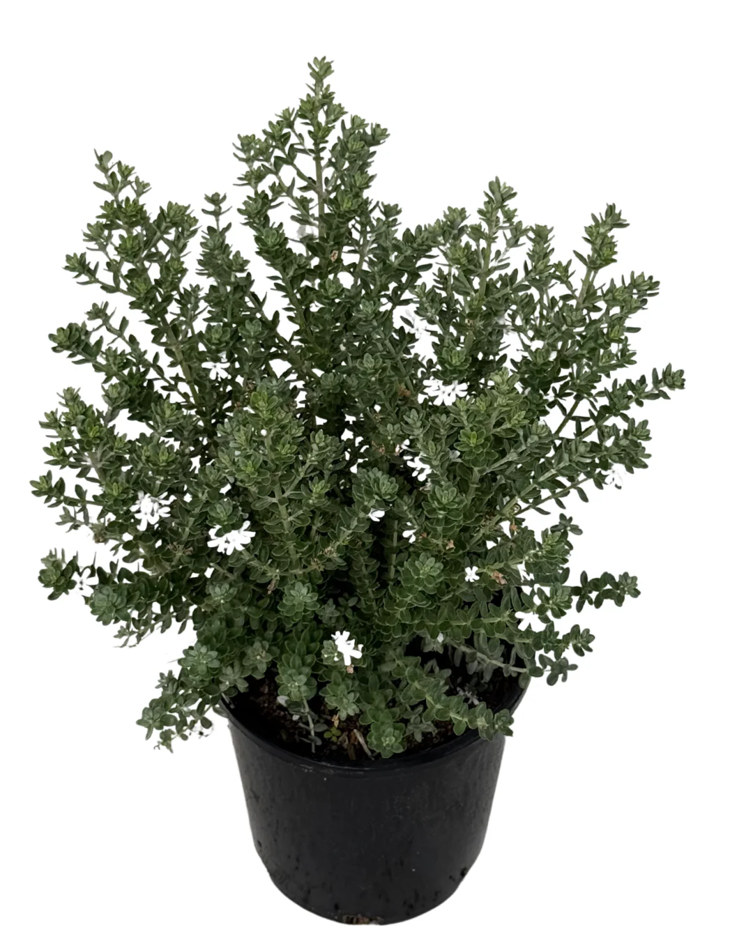 Westringia Grey Box - Image 2