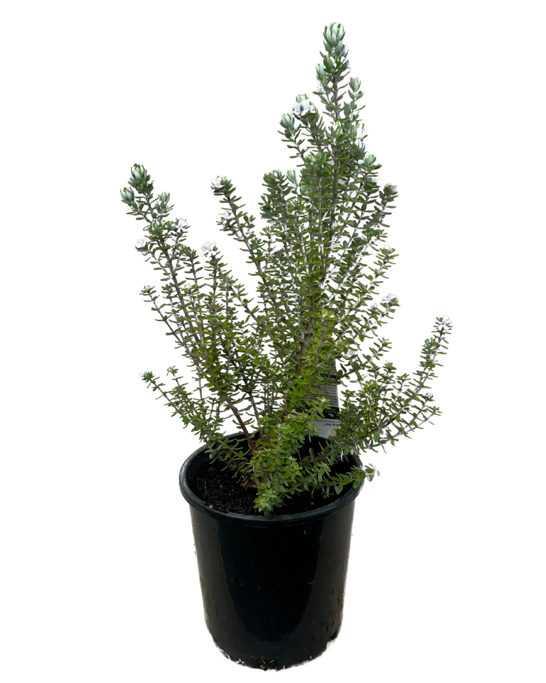 Westringia Grey Box - Image 2
