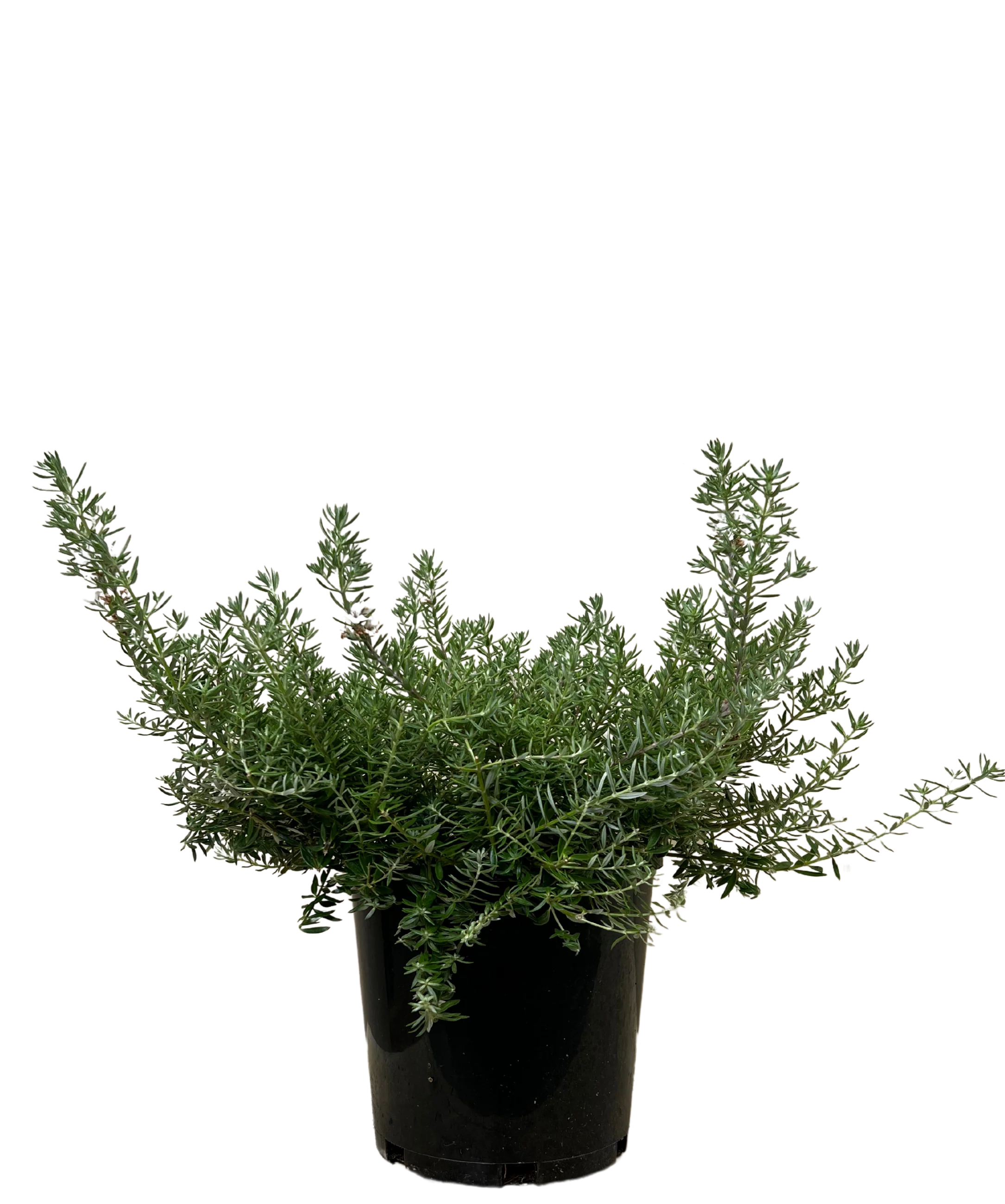 Westringia Low Horizon