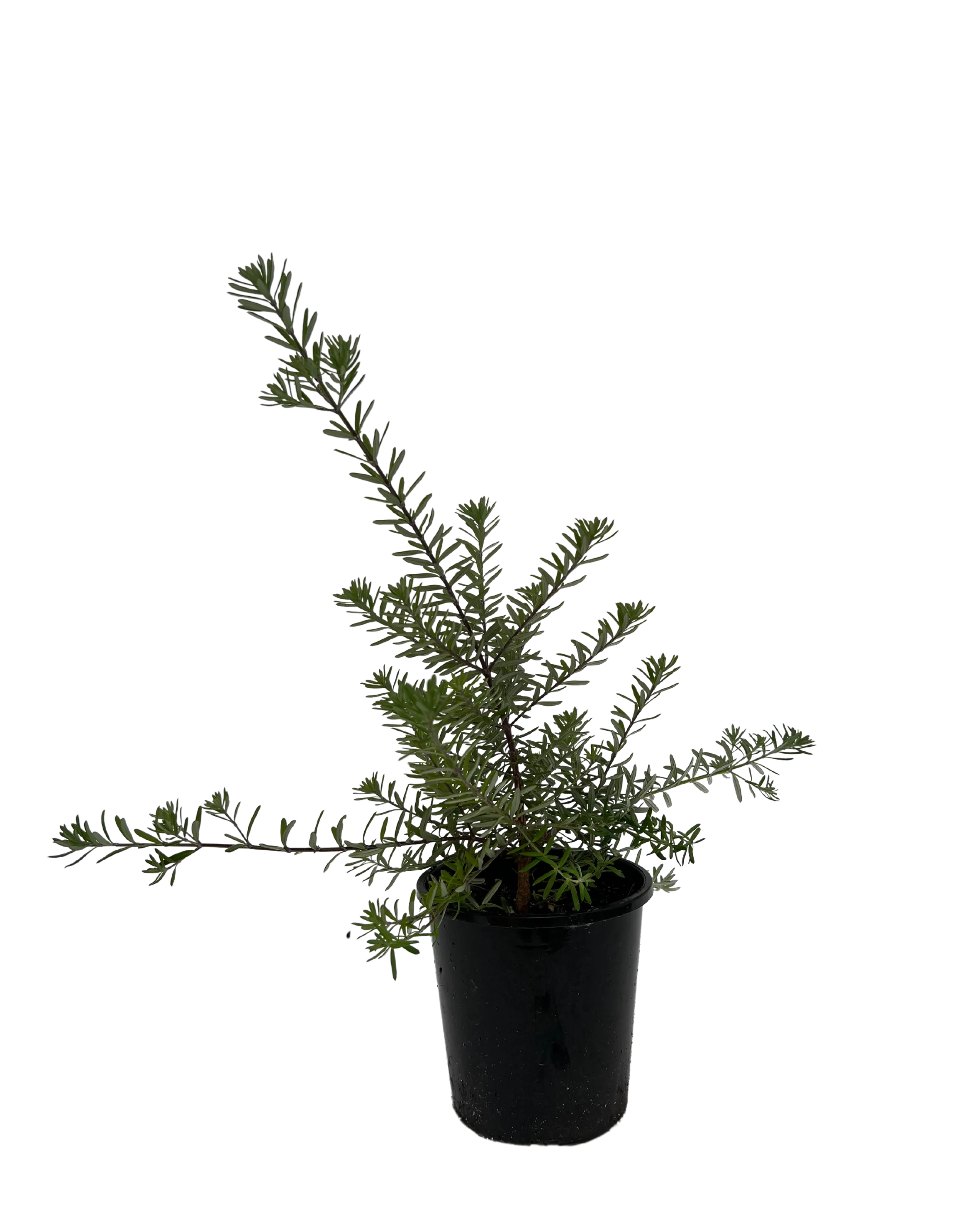 Westringia Mundi