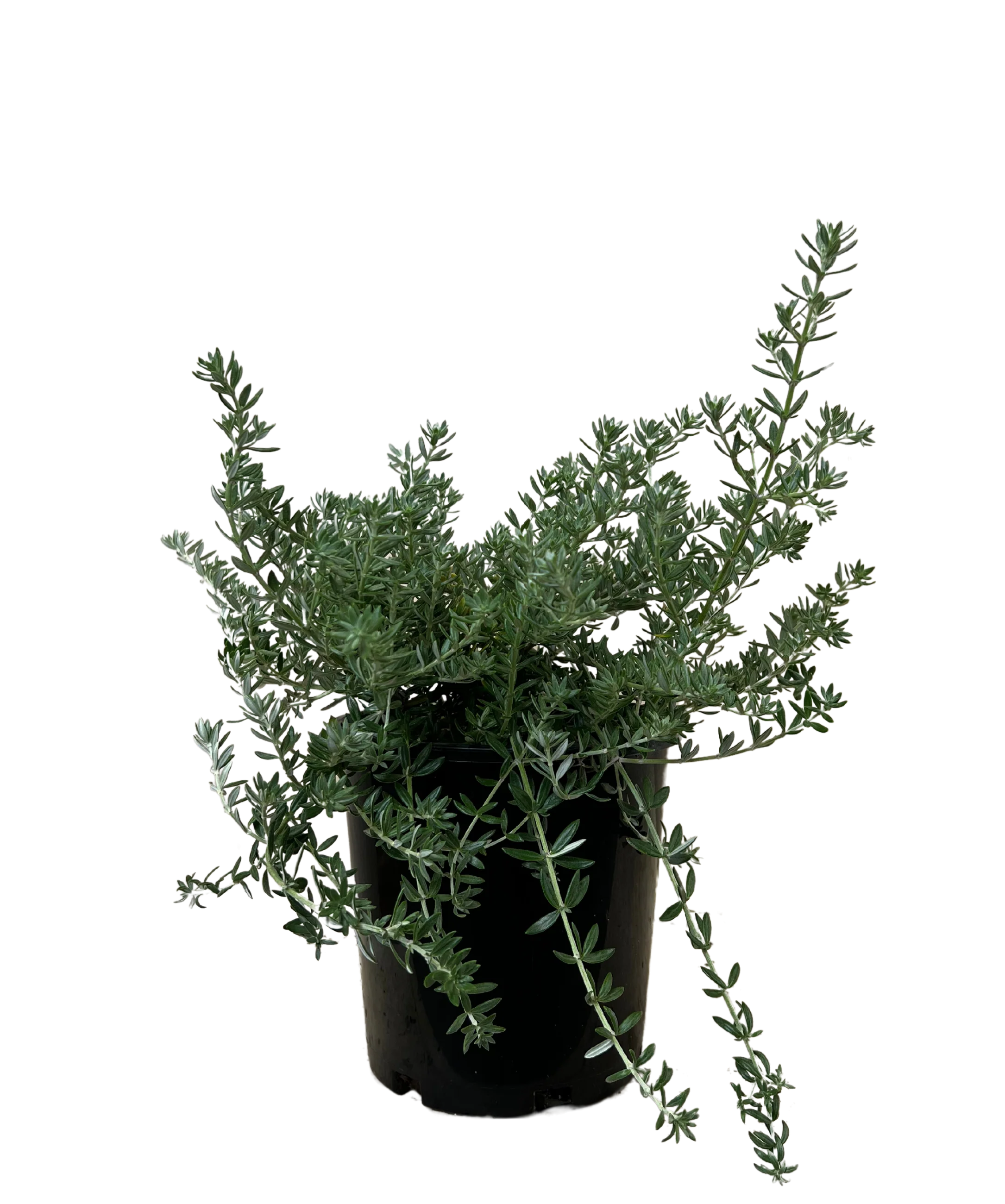 Westringia Mundi