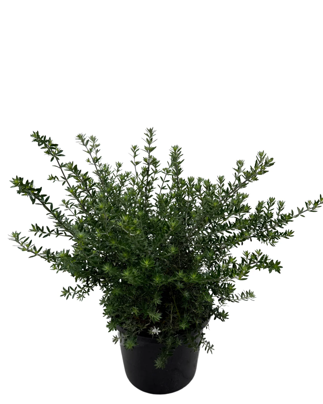 Westringia Mundi - Image 2