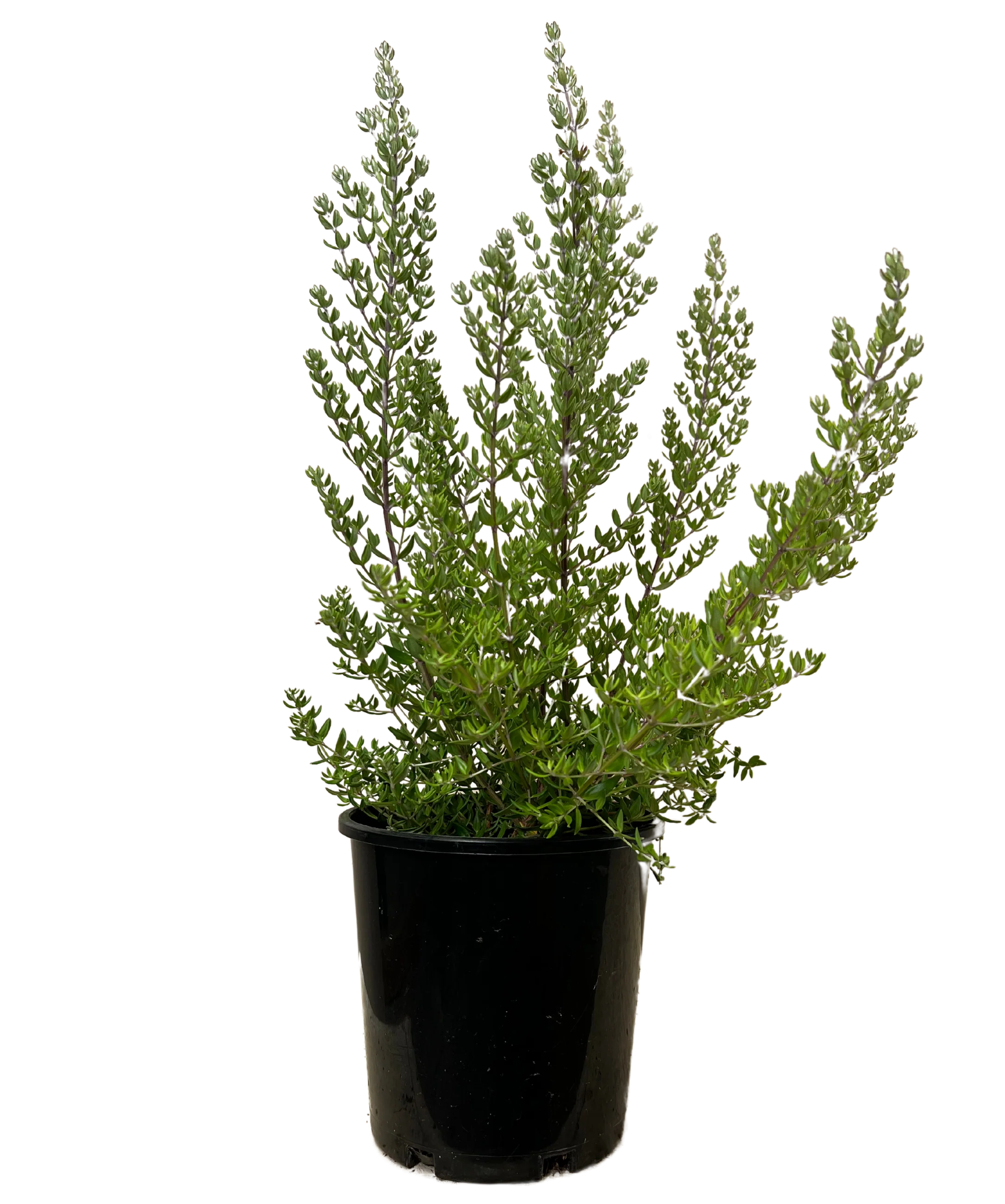 Westringia Naringa